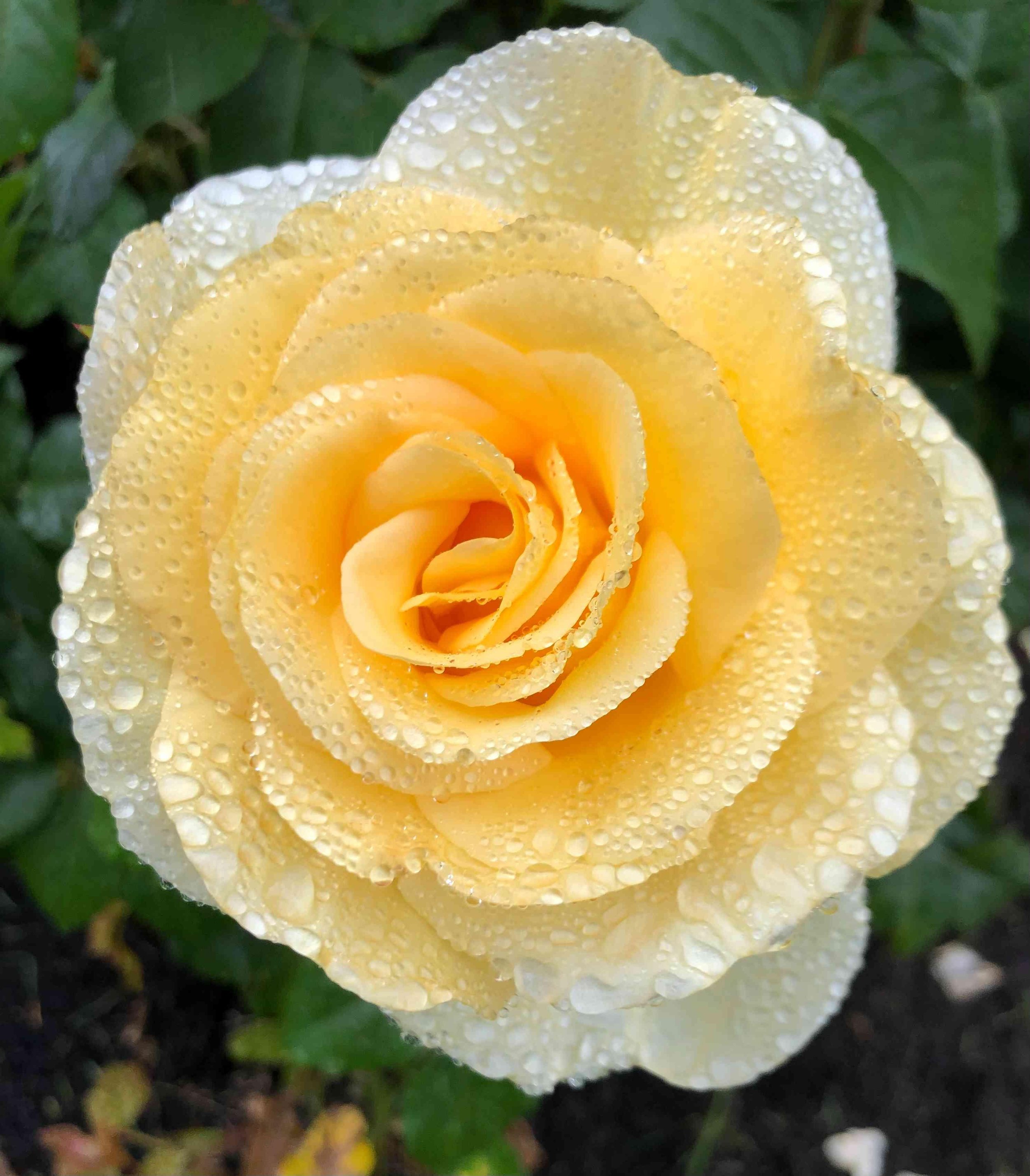 A Rose with Diamonds by Lizzy Carney. Photography. $175. 