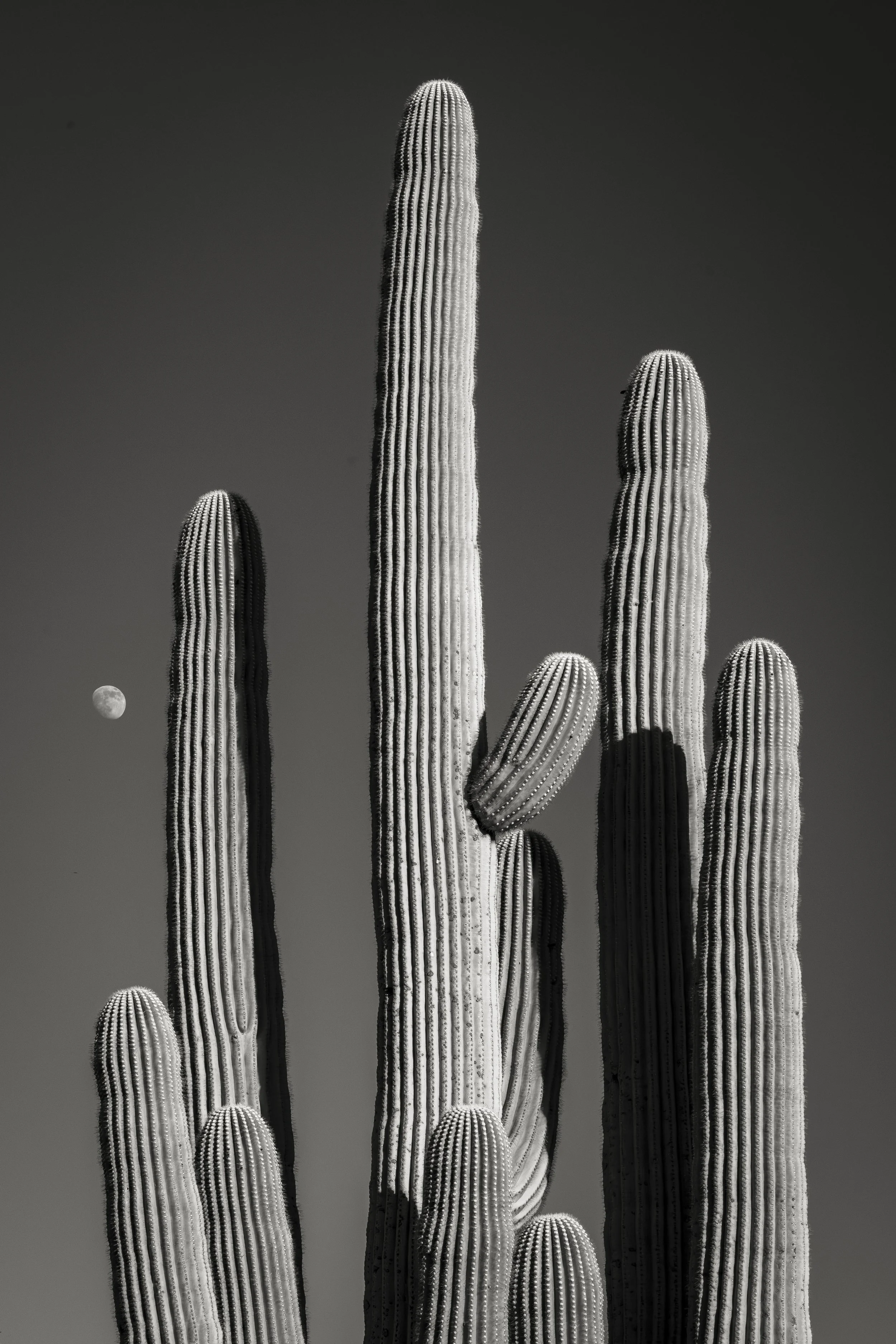 Rundle_Saguaro and Moon - Doug Rundle.jpg