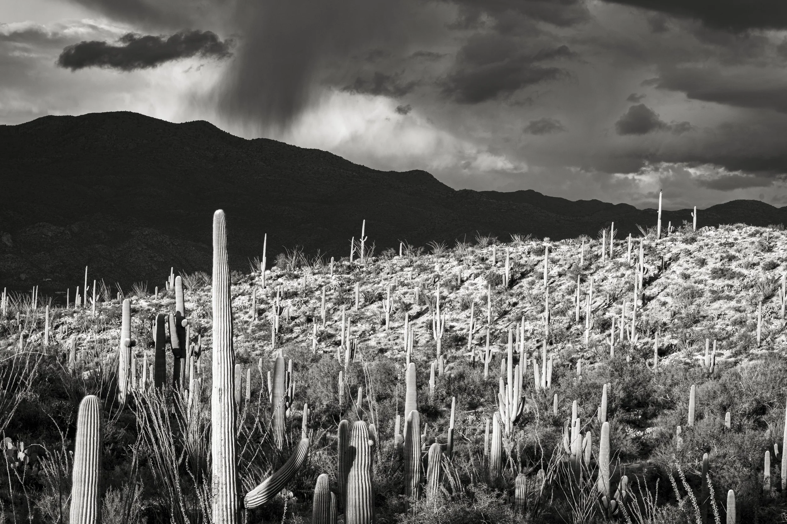 AA_Doug Rundle_Storm on the Desert.jpg