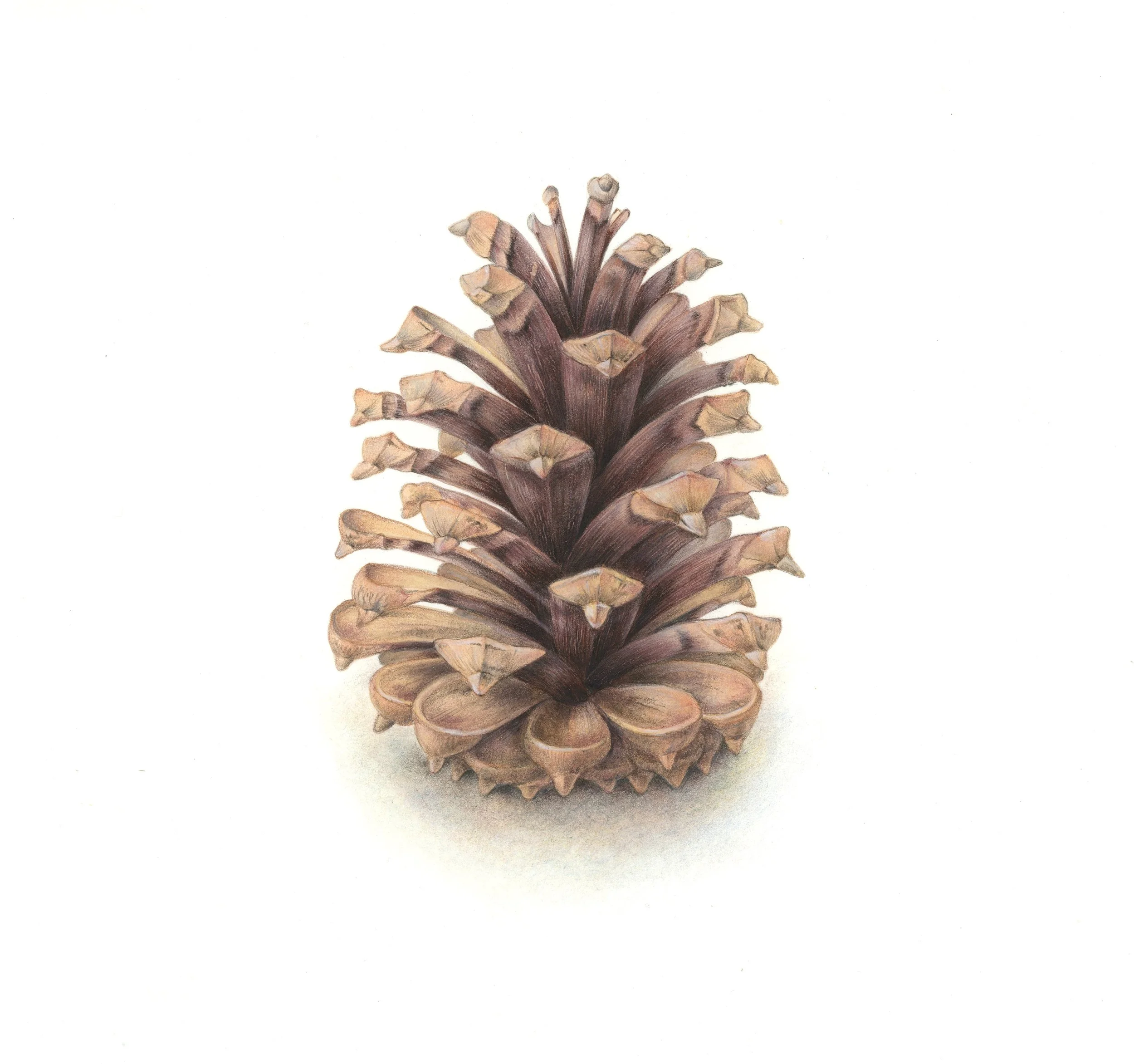 I_Dorota Haber-Lehigh_Quiet Vitality-PonderosaPine, Oregon Native Plant.jpg