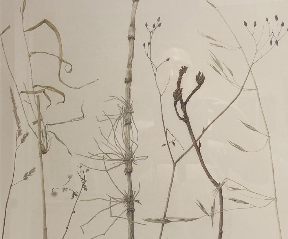 AA_Carol Stepick_Best of Show Wild Grasses Carol Stepick.jpg