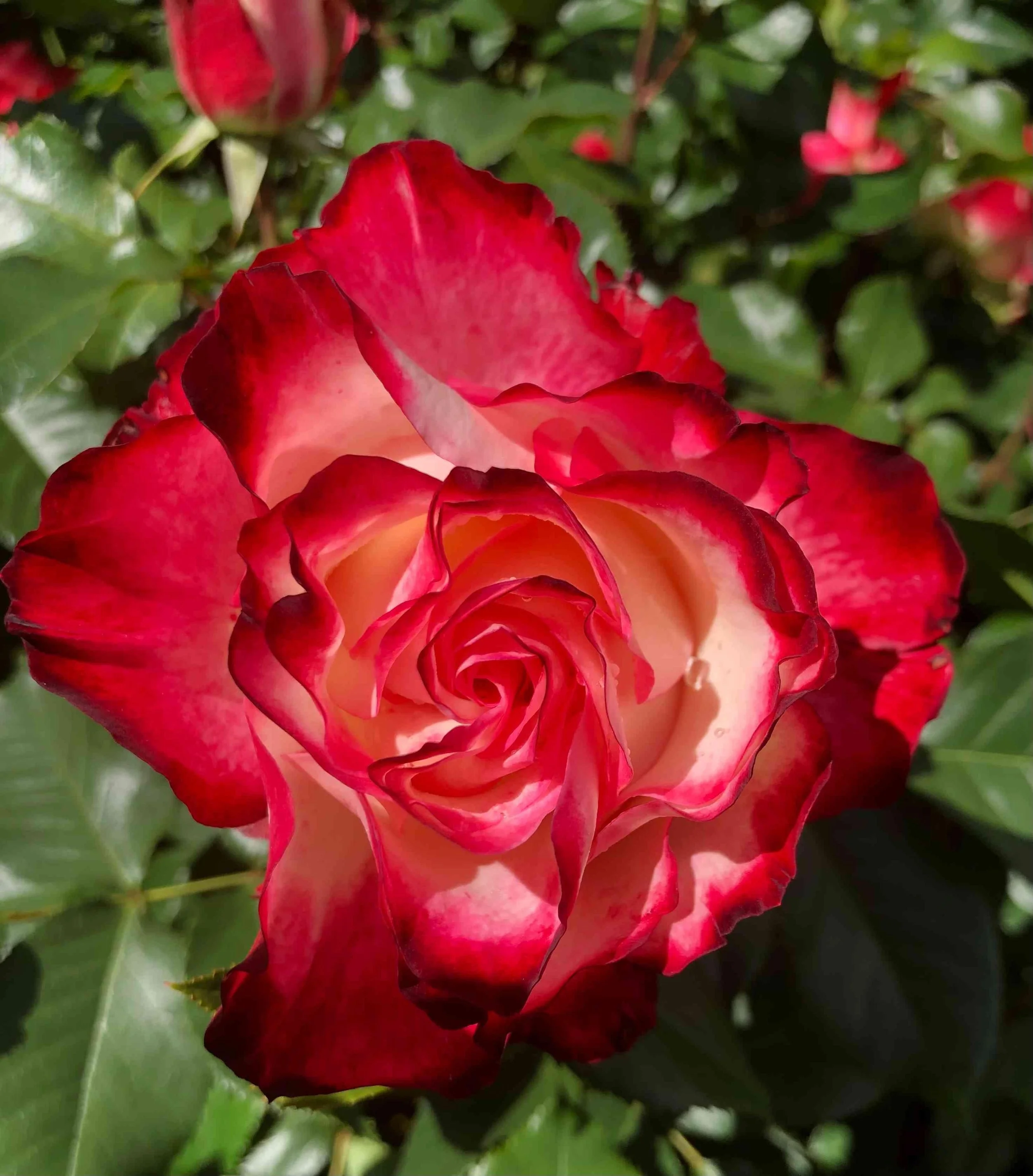 For You a Rose in Portland Grows by Lizzy Carney. Photography. $175.