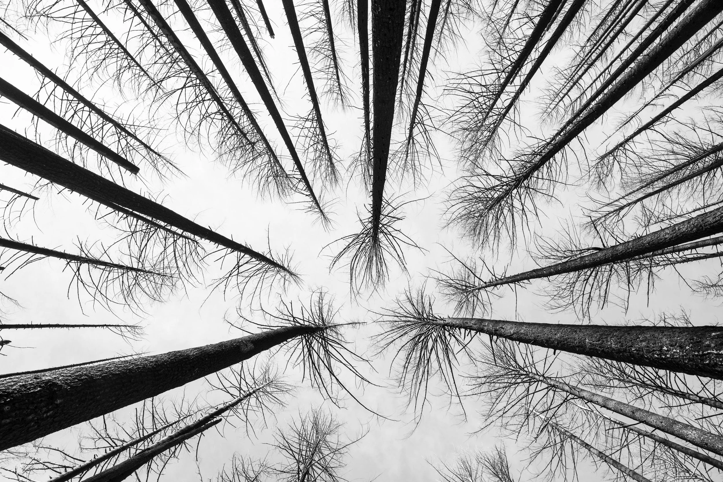 After the Fire by Hugh Sakols. Pigment Print. $320.