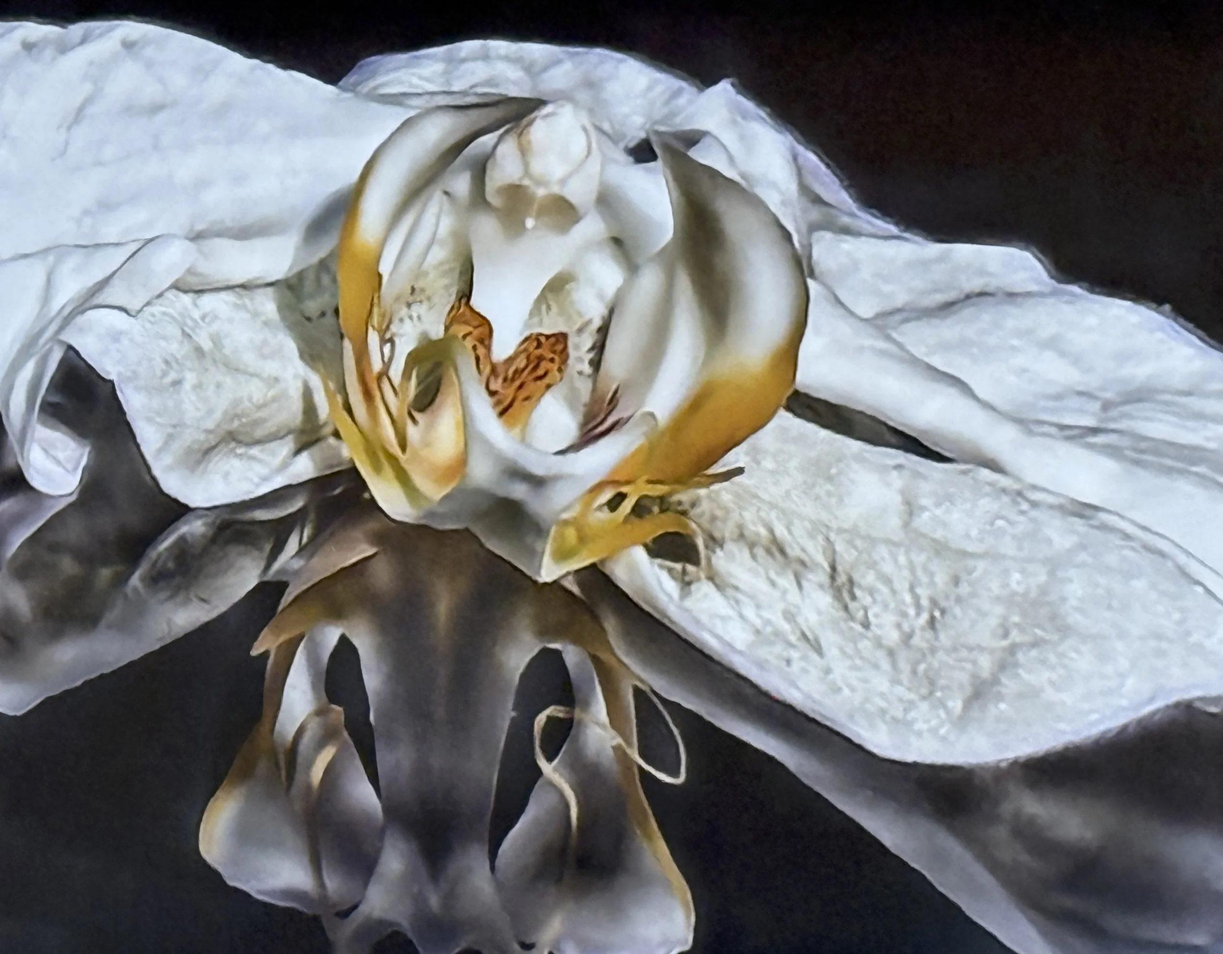 Night Owl by Crisann Breed. iPhoneography. $130. 