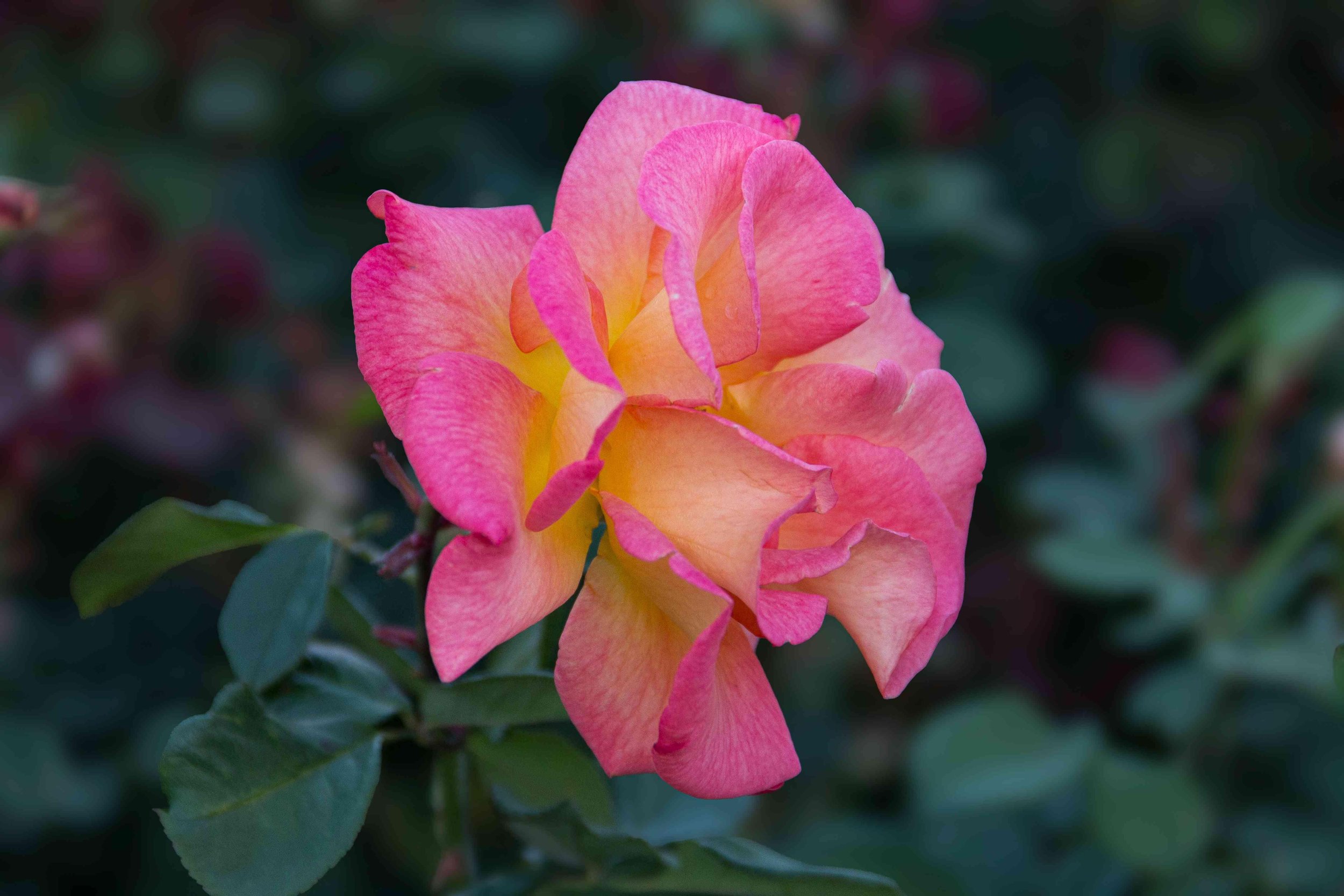Rose 1 by Joe Whittington. Photography. $50. 