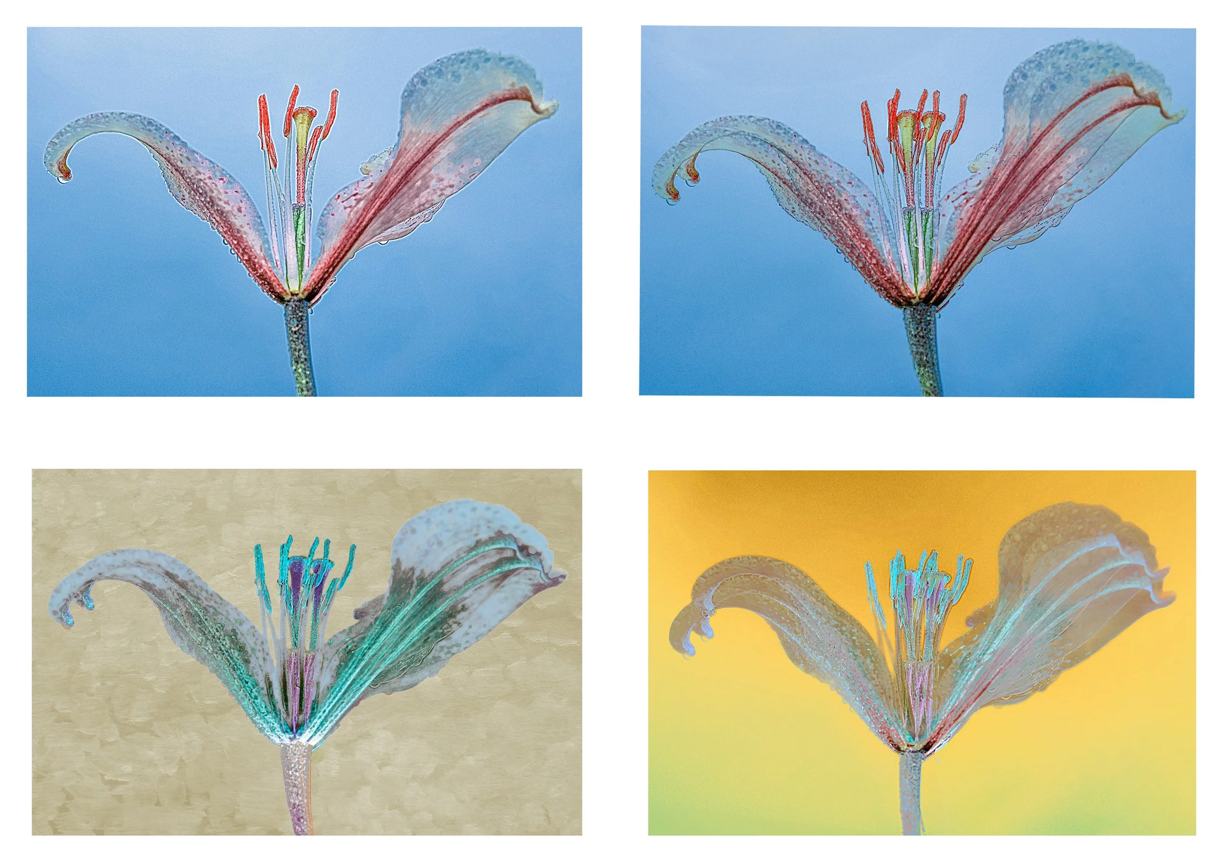 Quadriptych After Warhol by Ross Kaplan. Archival Inkjet Photo Print. $500. 