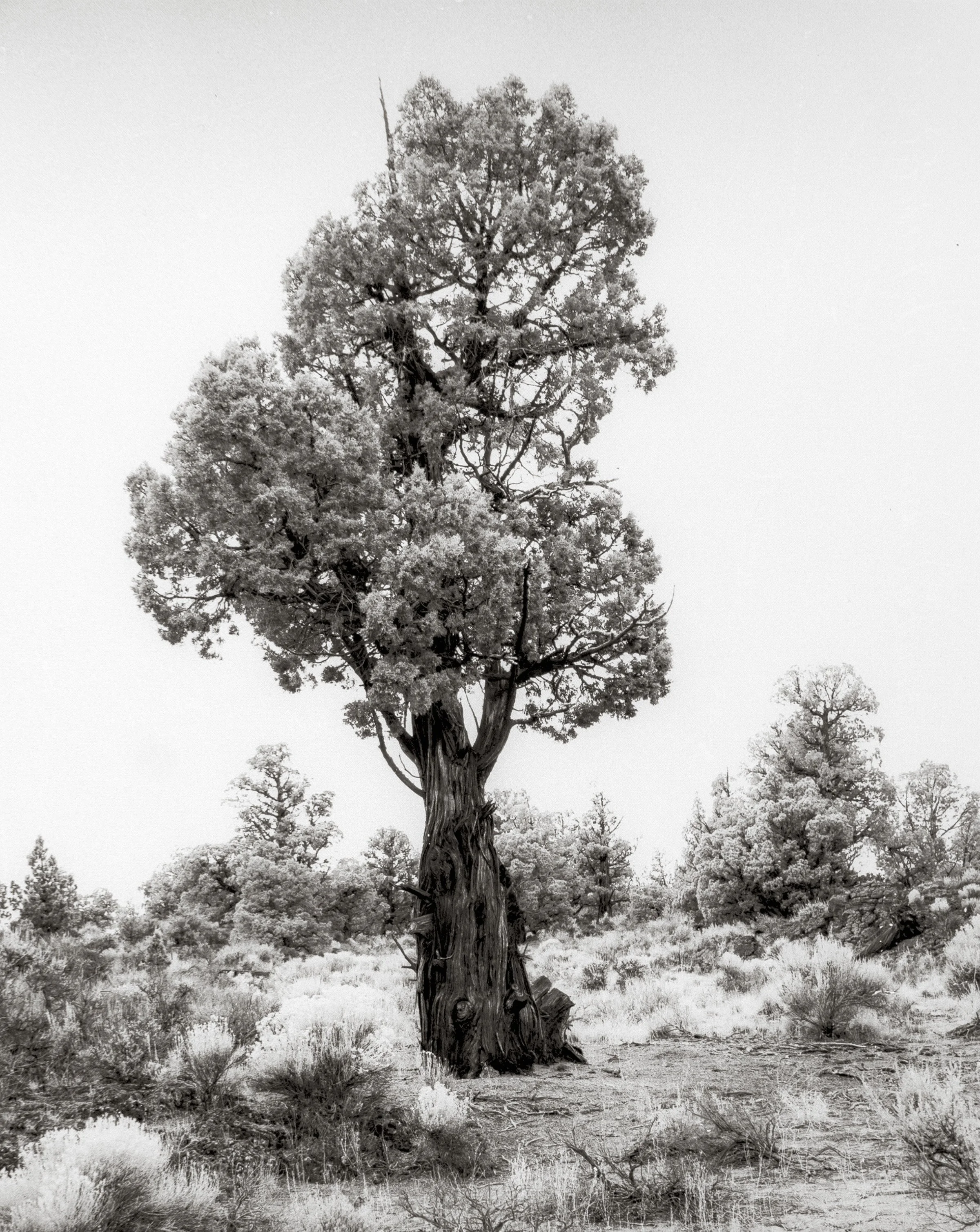 Juniper 2 by Larry Thompson. Carbon Transfer Print. $275.