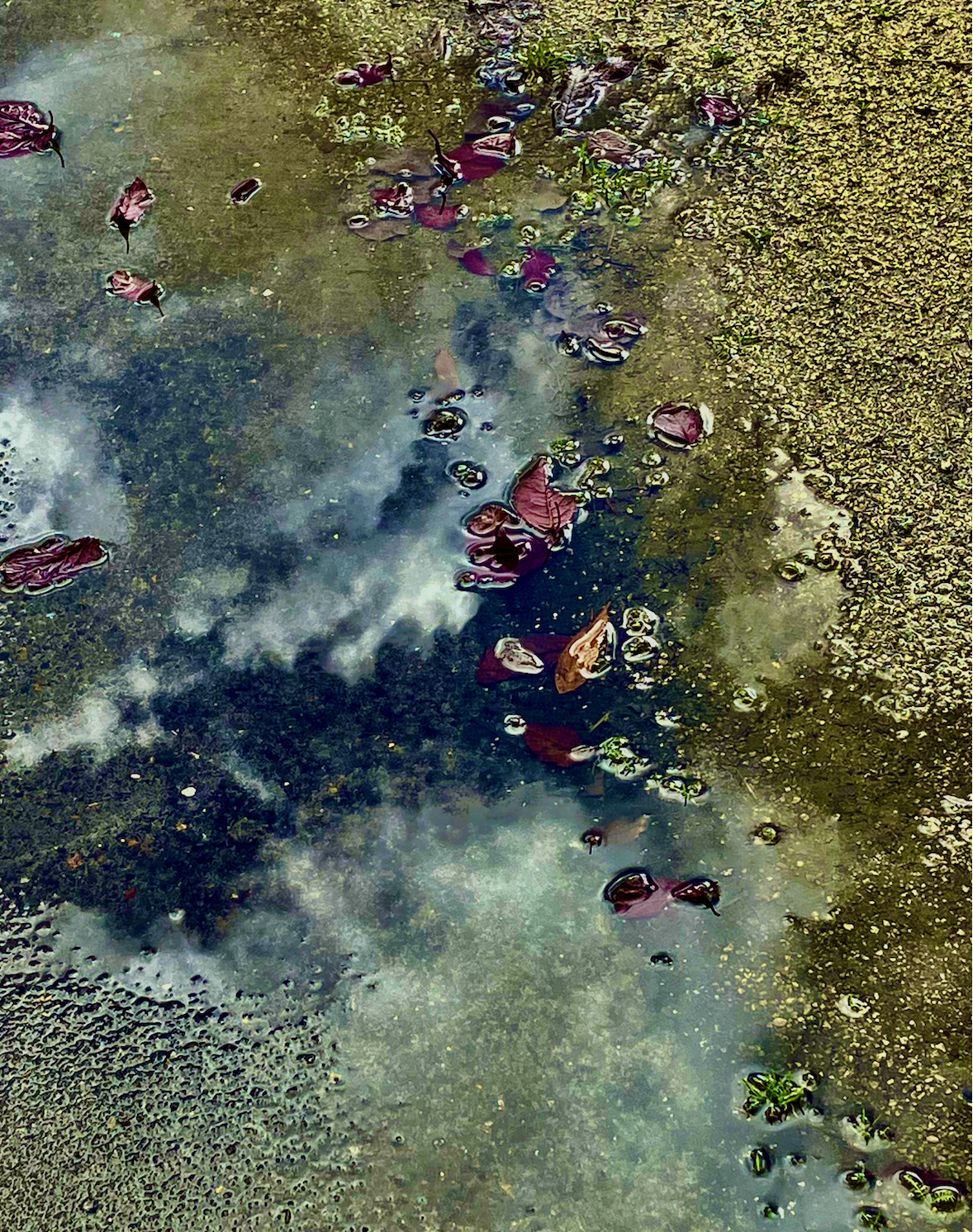 Mystic Puddle by Gary Tharler. Photography. $275. 