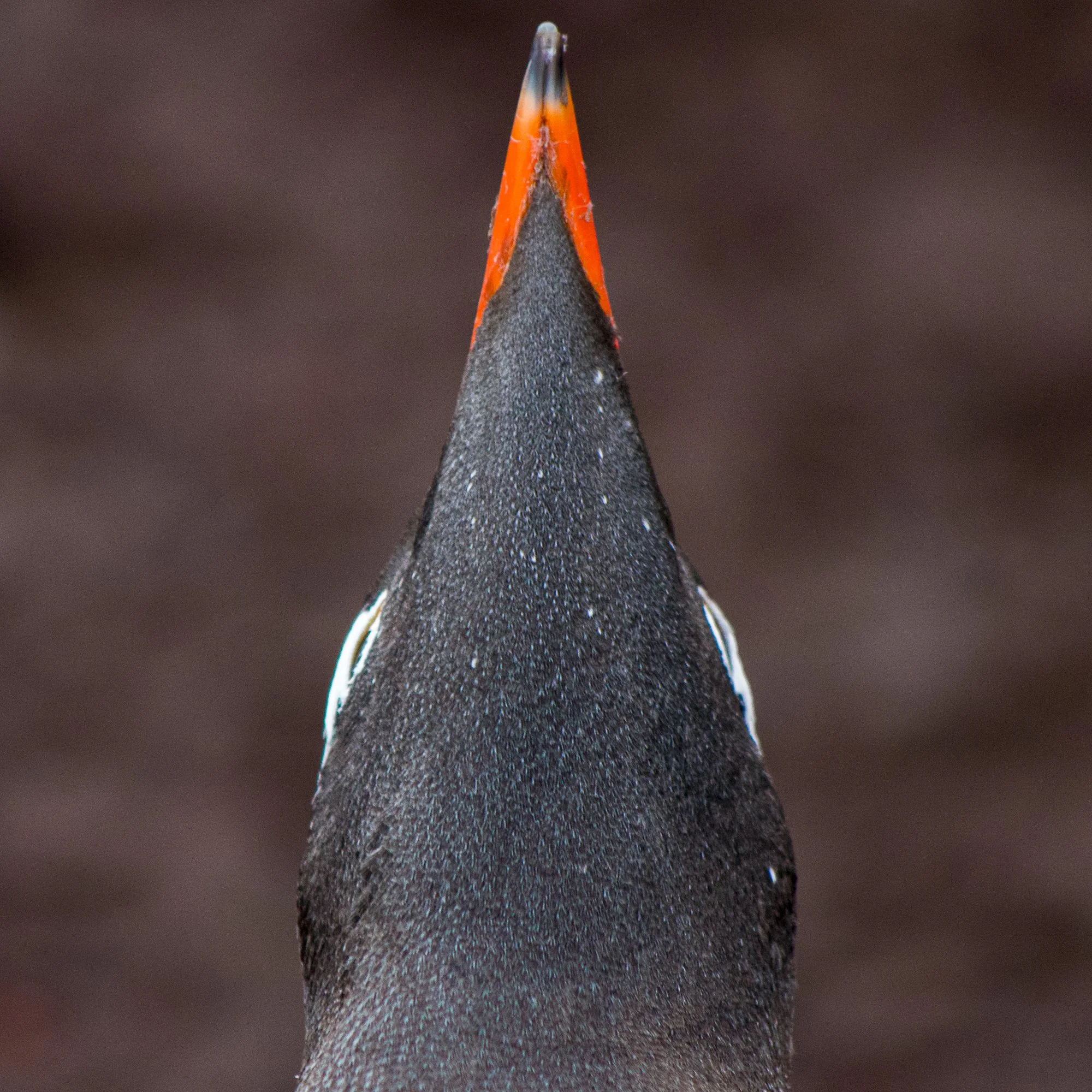 Gentoo by Steve Long. Giclee Print. $120. 