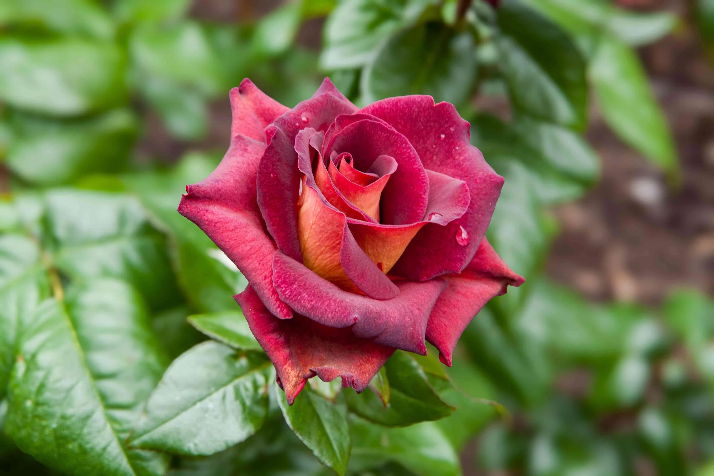 Rose 2 by Joe Whittington. Photography. $50.