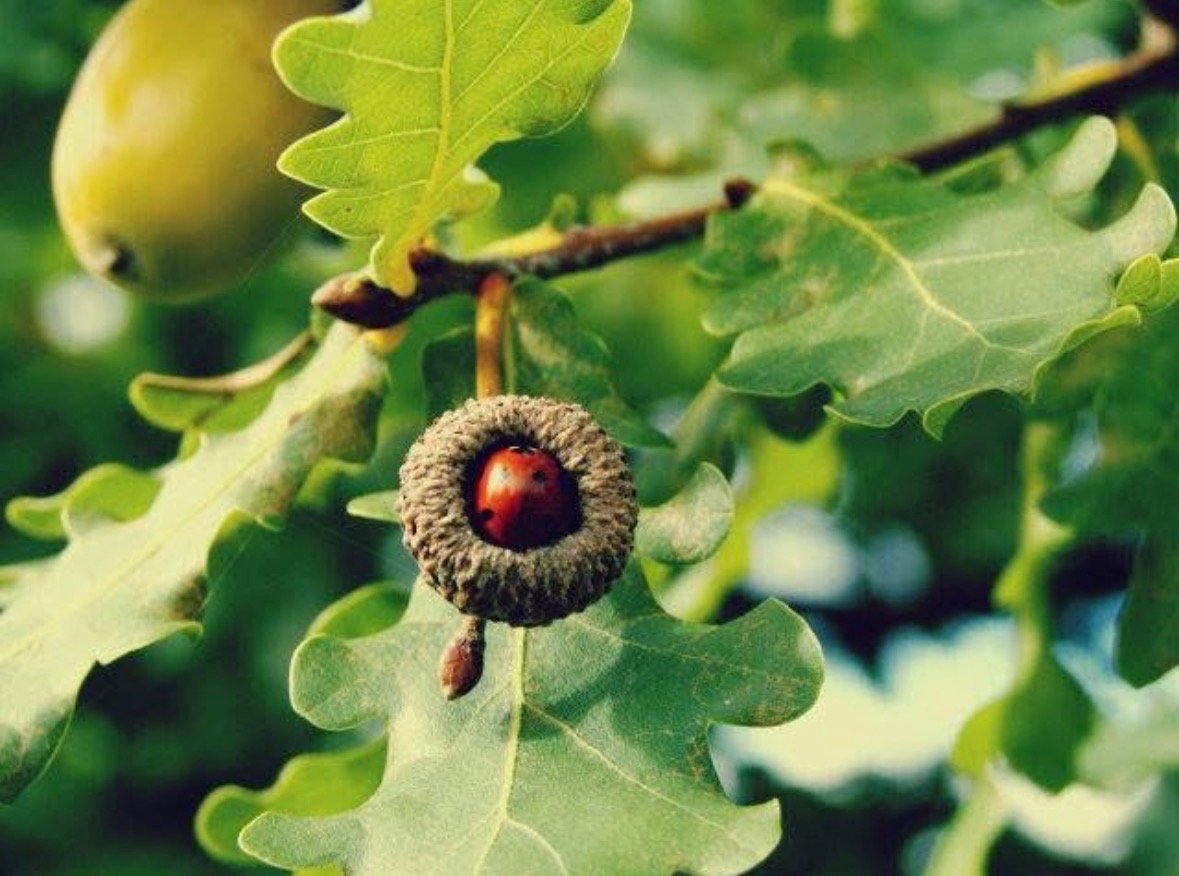 Spotted Traveler by Rain Steele. Digital Photography. $215. 