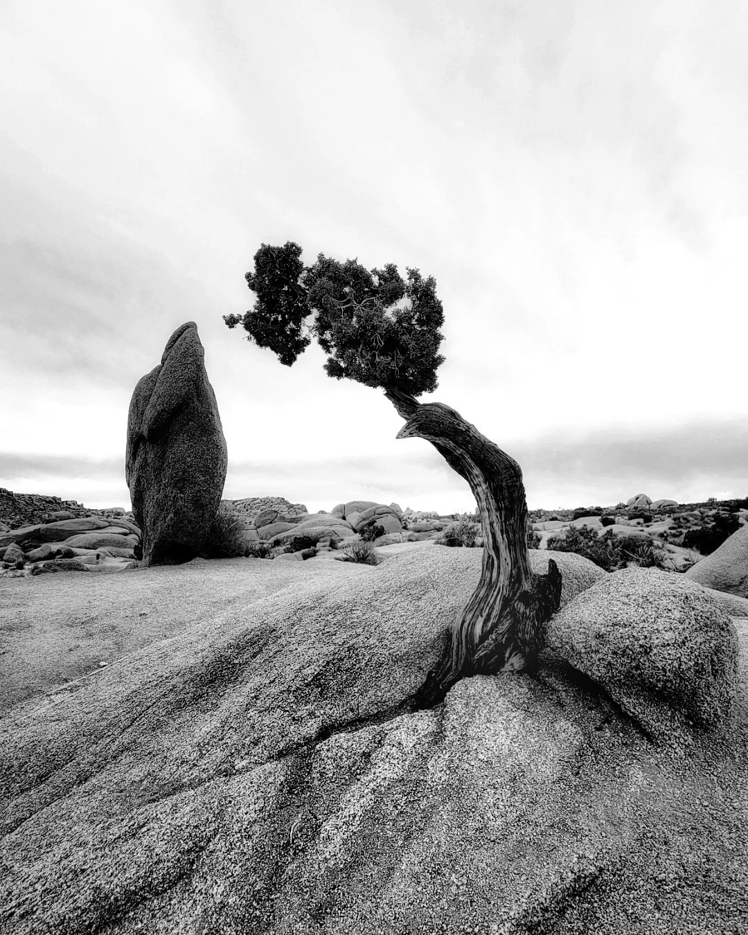 Embedded by Anna Sundin. Photography. $100. 