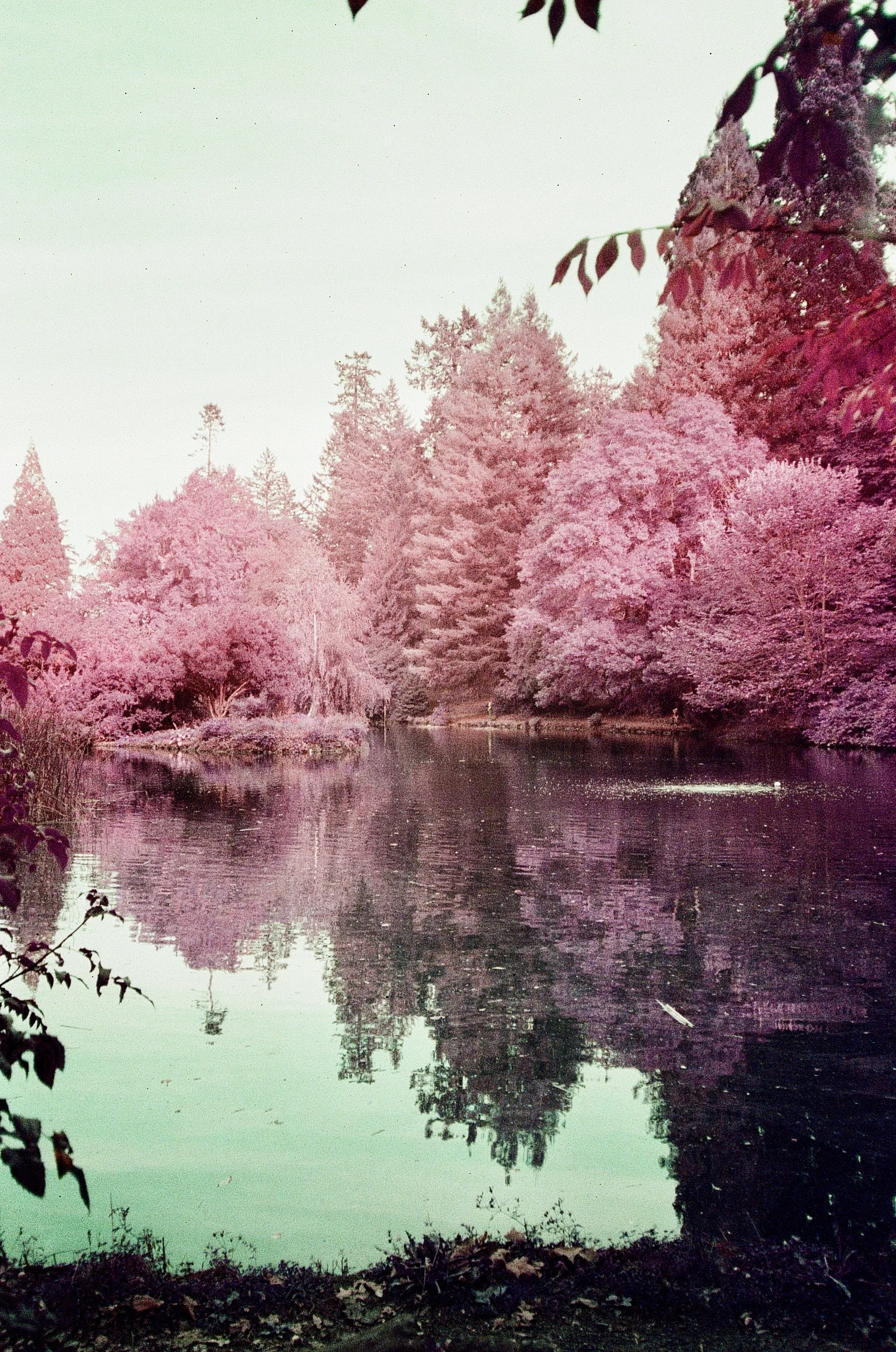 Laurelhurst Park by Julian Blank. 35mm Film Photography. $250. 