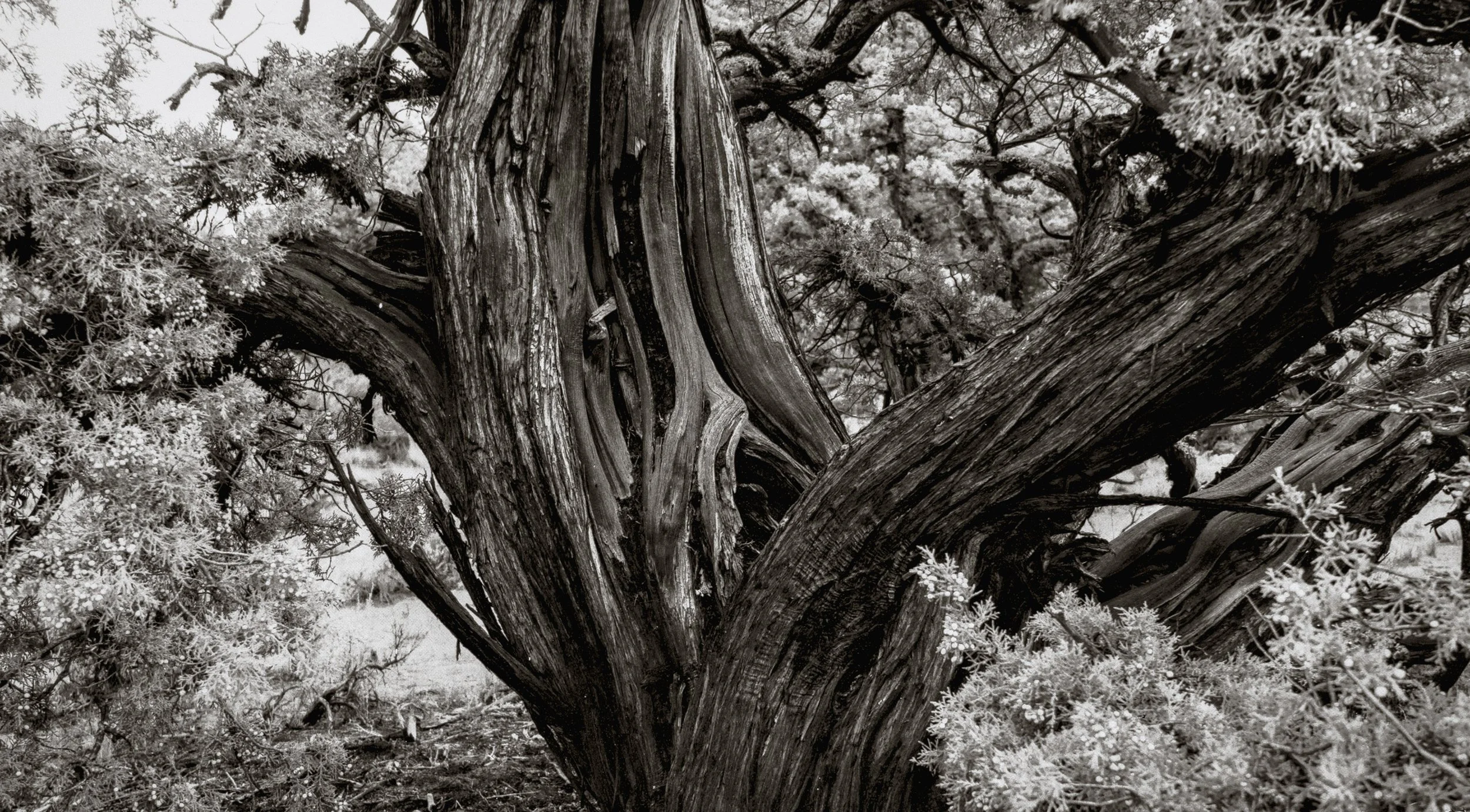 Juniper 1 by Larry Thompson. Carbon Transfer Print. $275. 