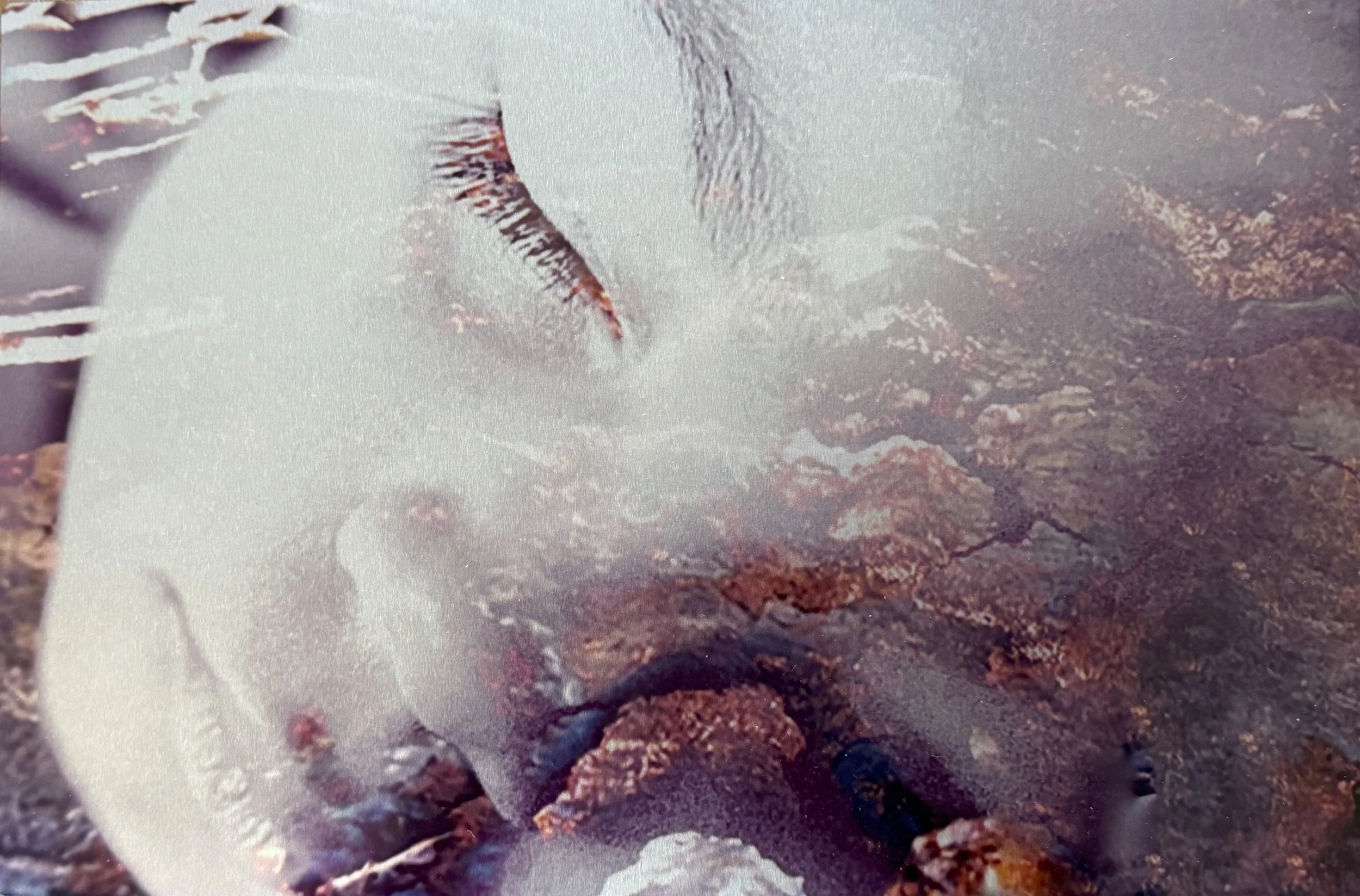 Forest Dreams by Crisann Breed. iPhoneography. NFS. 