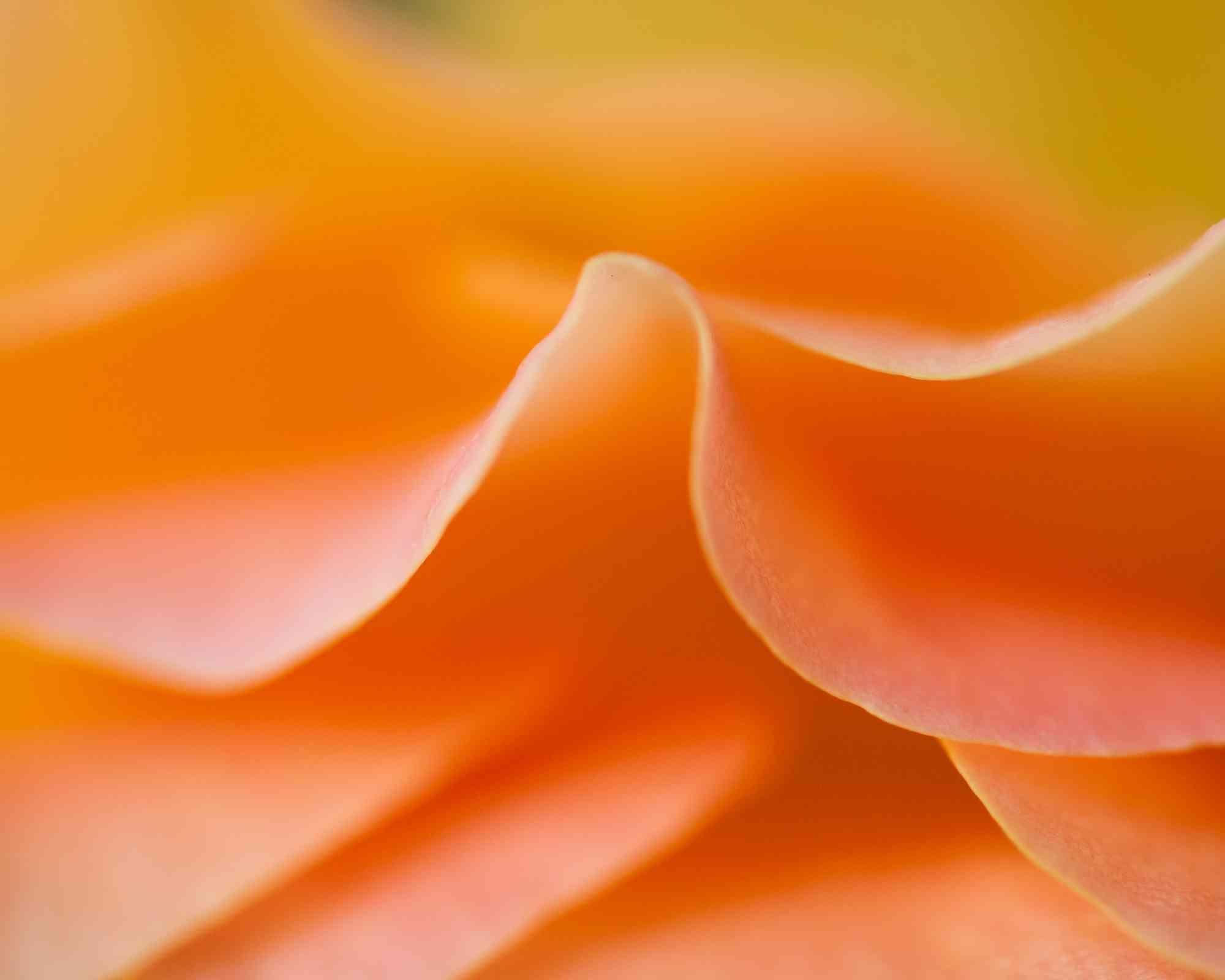 Rose Gold by Robert Bergstrom. Photography. $400.