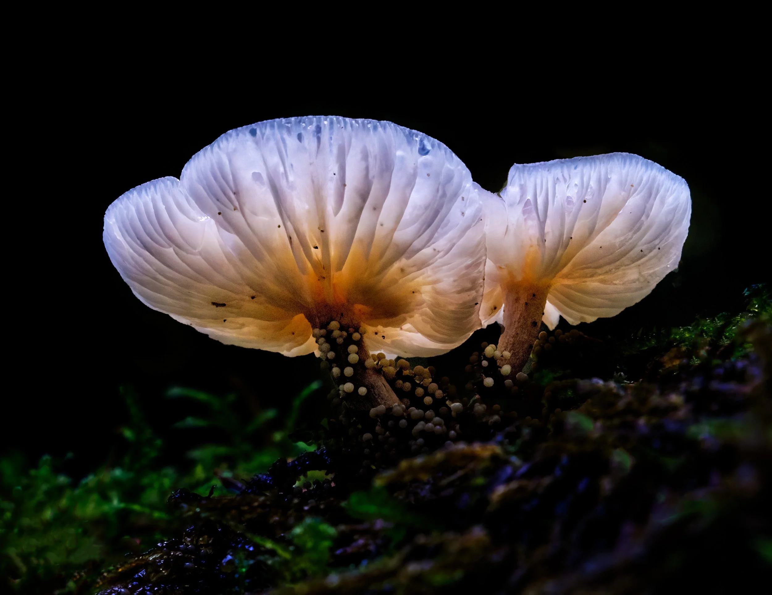 Backlit Mushroom by Don Jacobson. Color Photograph - Pigment Ink Print. $375. 