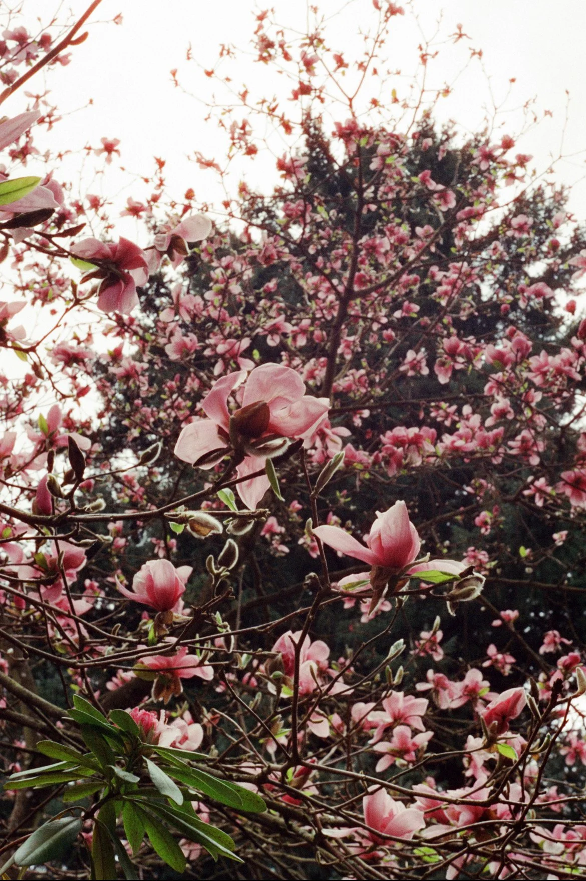 Intoxicating Hint of Spring by Rain Steele. 35mm Film Photography. $150. 