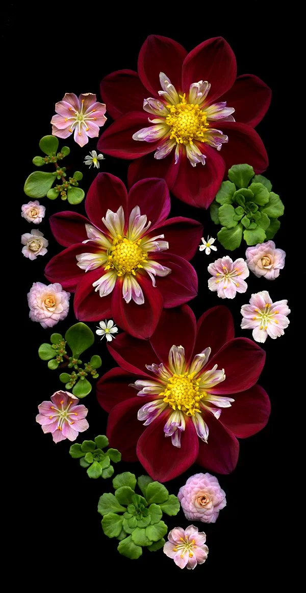 Flower Composition 49 by Fretta Cravens. Archival Dye Pigment Print. $2,000. 