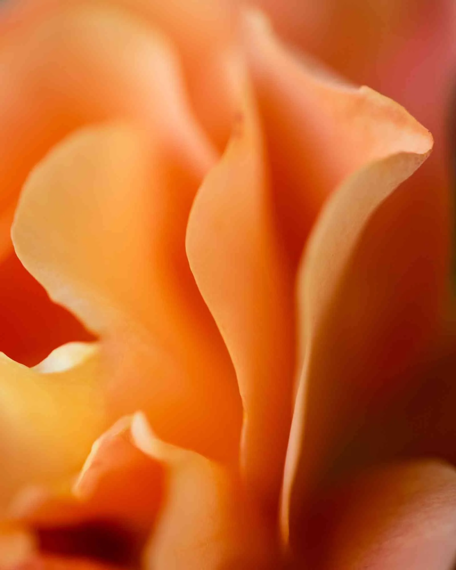 Rose Goddess by Robert Bergstrom. Photography. $400.
