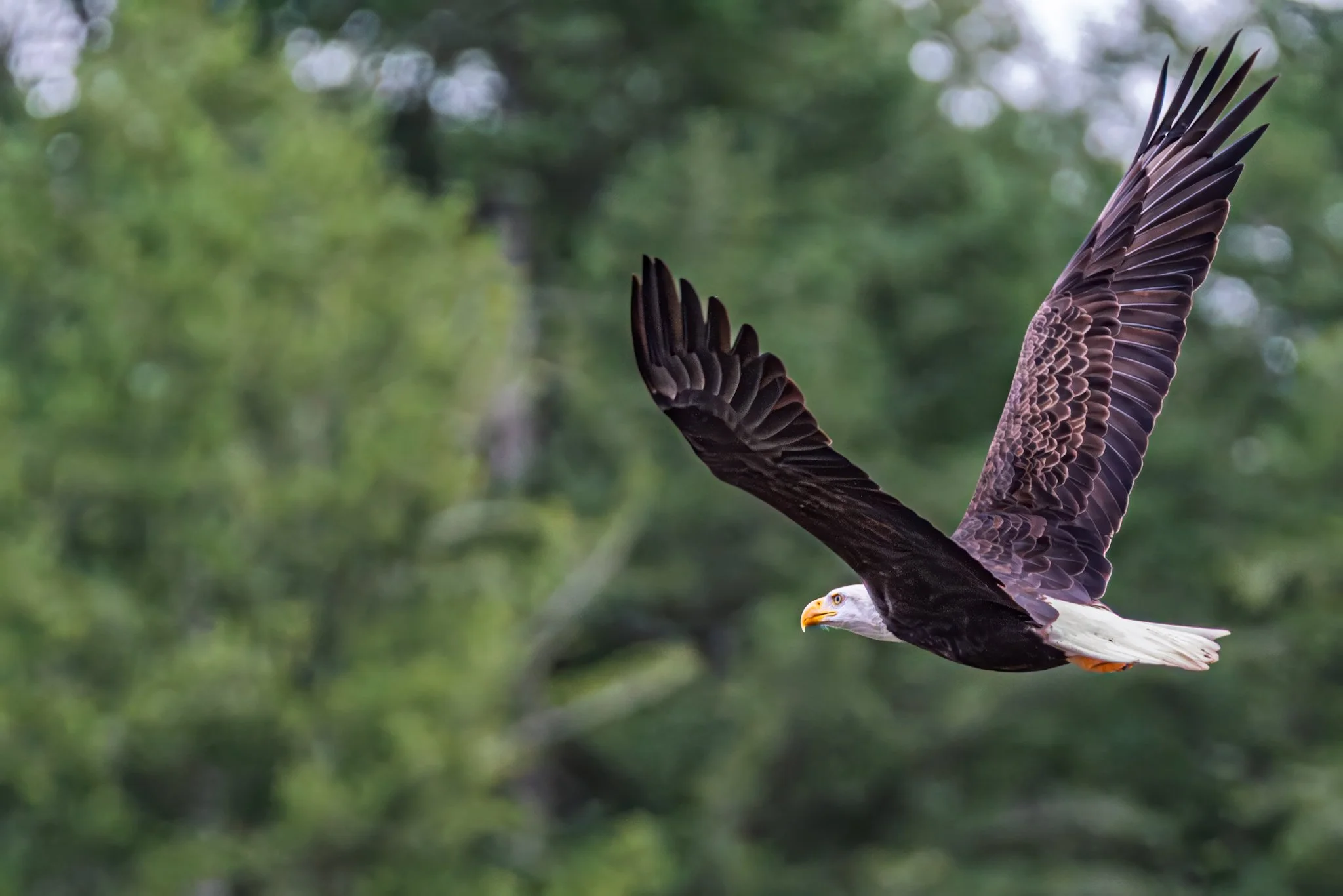 The 250 Year Flight by Eric R. Wilson. Photo on Metal. $750. 