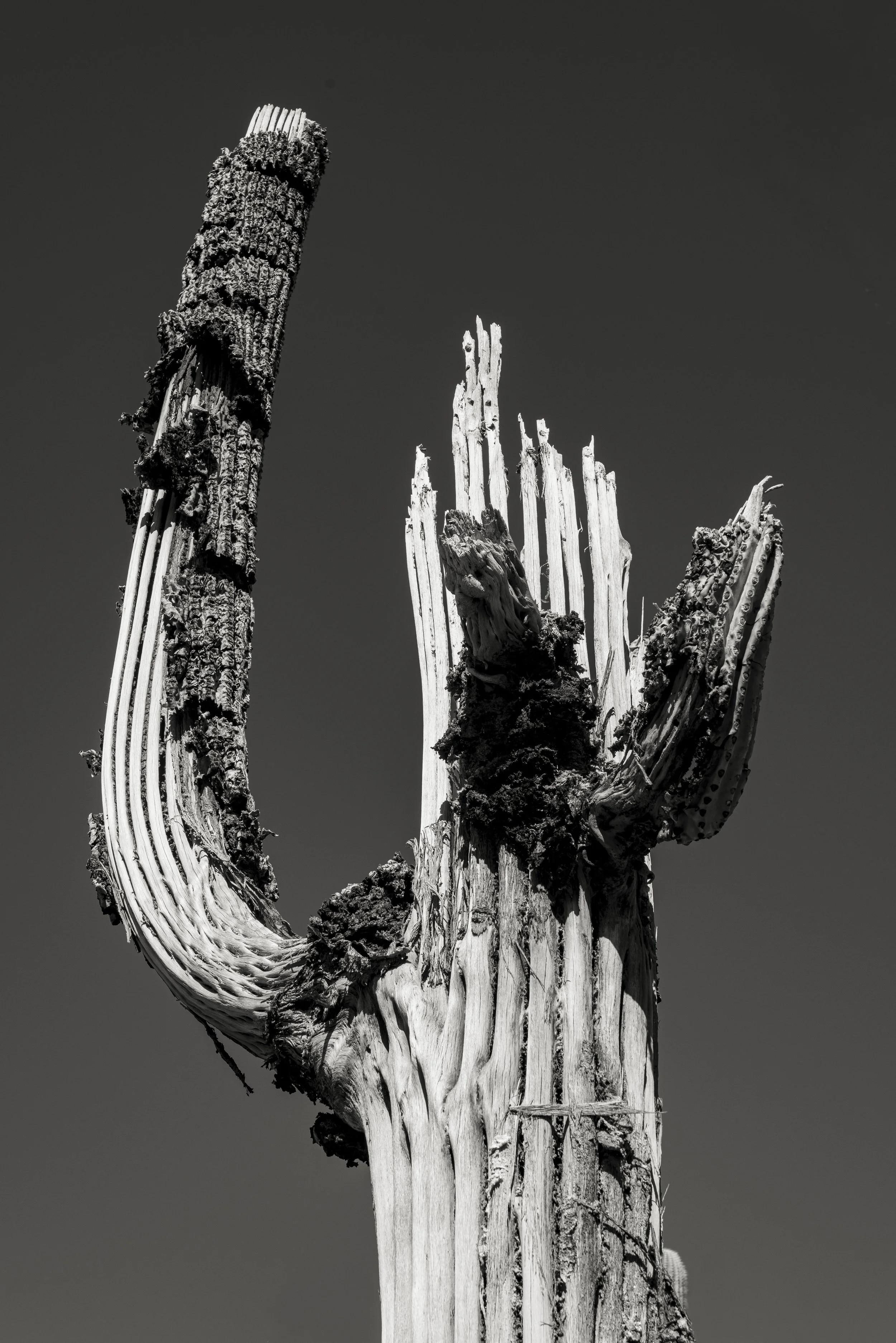 Saguaro Skeleton by Doug Rundle. Photograph, Pigment Ink Print. $300. 