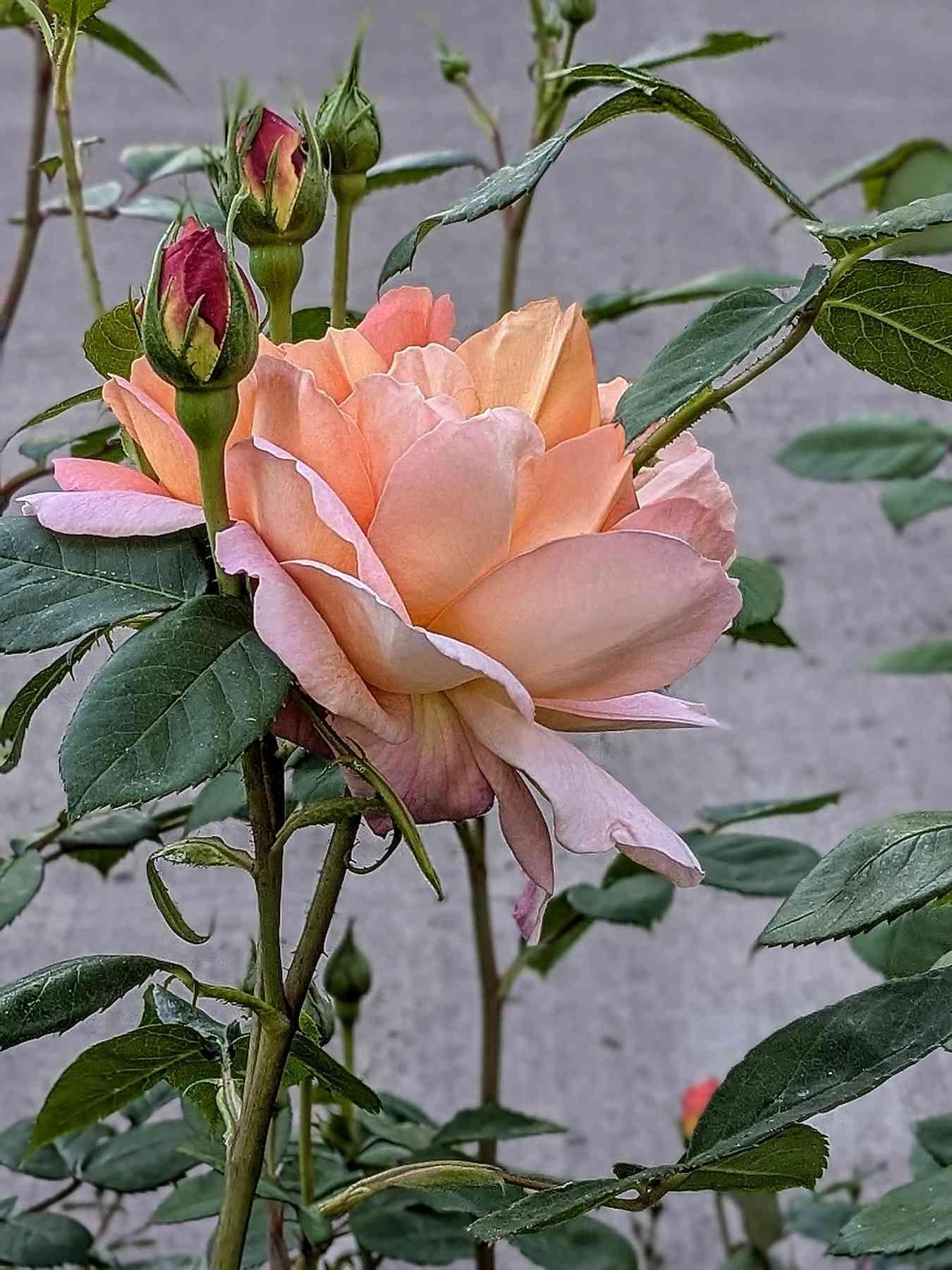 Full Bloom by Lynne Taylor. Photography. SOLD.