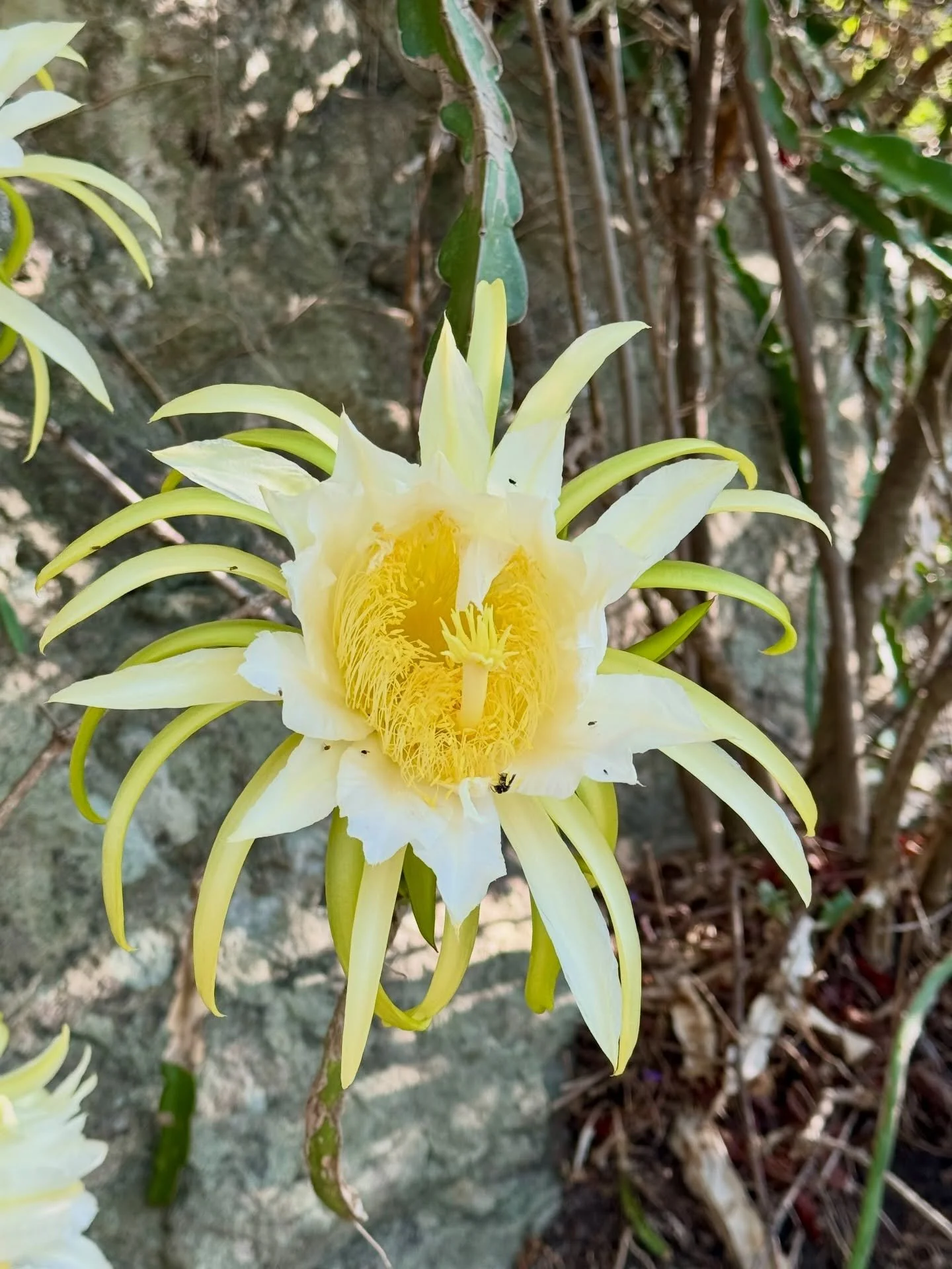 Pitaya season has arrived 🌺🐉

There&rsquo;s something magical about this moment of the year&hellip;the pitaya cactus blooms in the night, and by day, we&rsquo;re gifted these vibrant, jewel-toned fruits. Sweet, juicy, and full of life, pitaya is a 