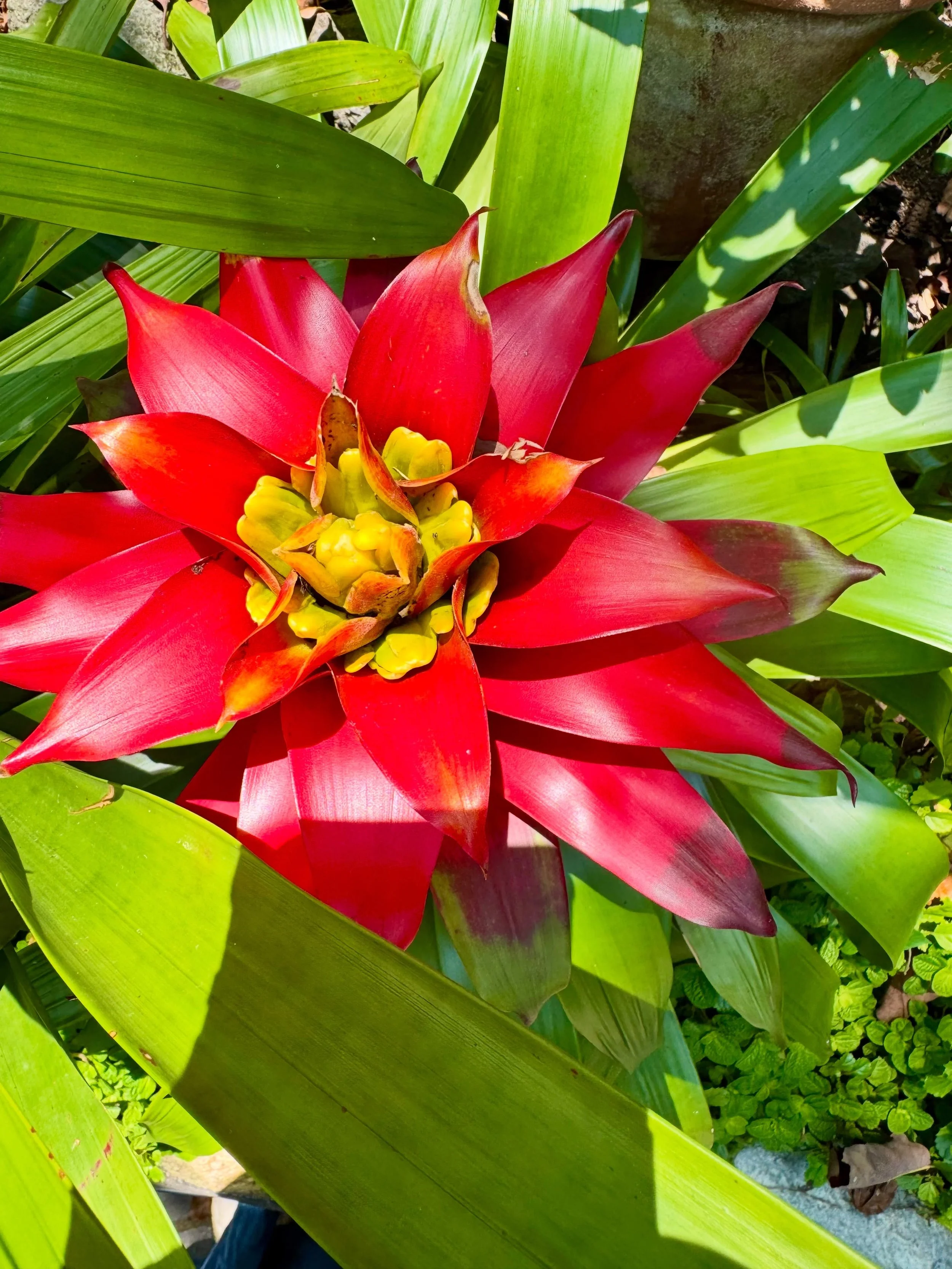 Right before rainy season approaches&hellip;
everything grows extra quiet.
The cicadas sing through the jungle basin,
flowers burst into impossible color,
and nature jumps for joy!🌱