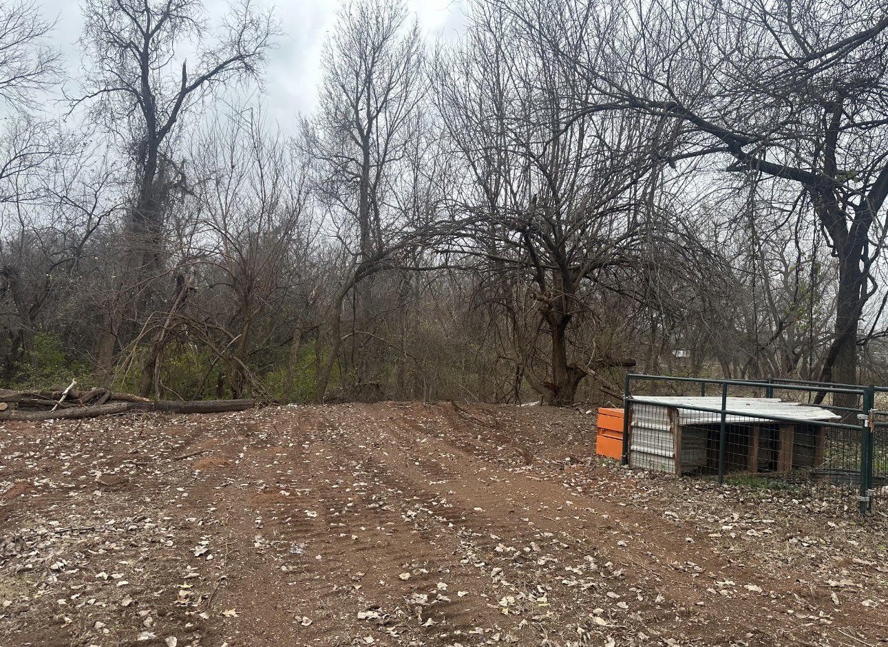 Tree removal/clean up