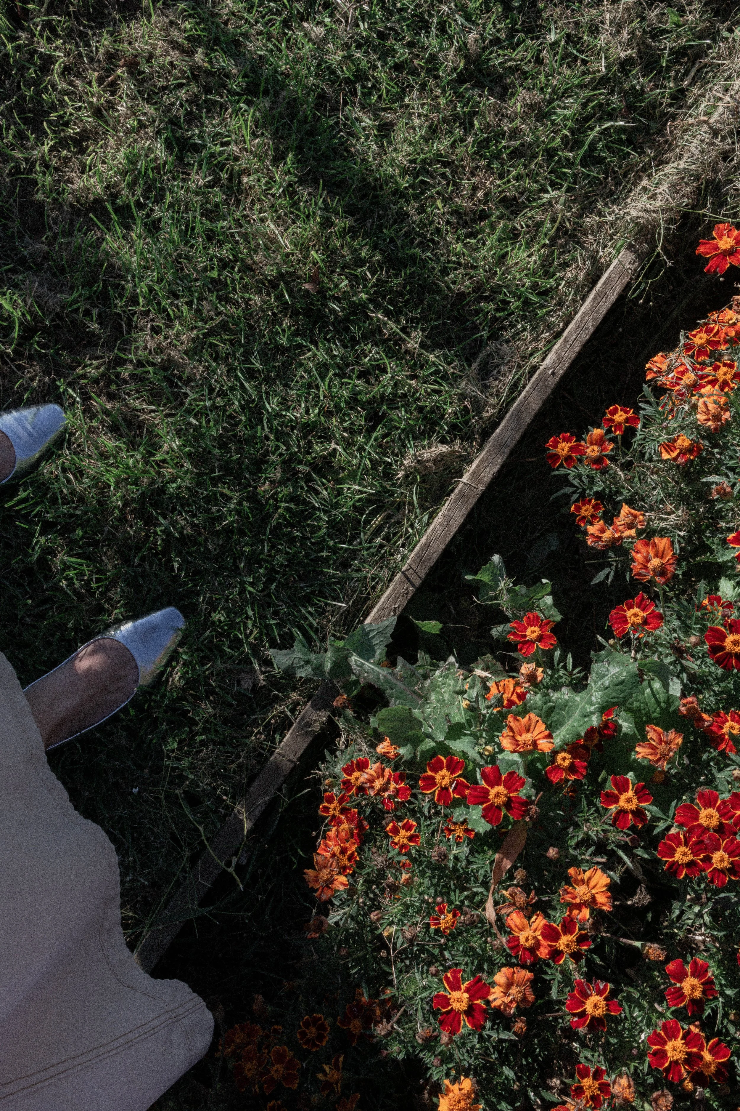 View of a garden with vibrant orange and red flowers next to a flower bed with green grass and a wooden edge. A person wearing light-colored clothing and shoes is partially visible in the lower left corner.