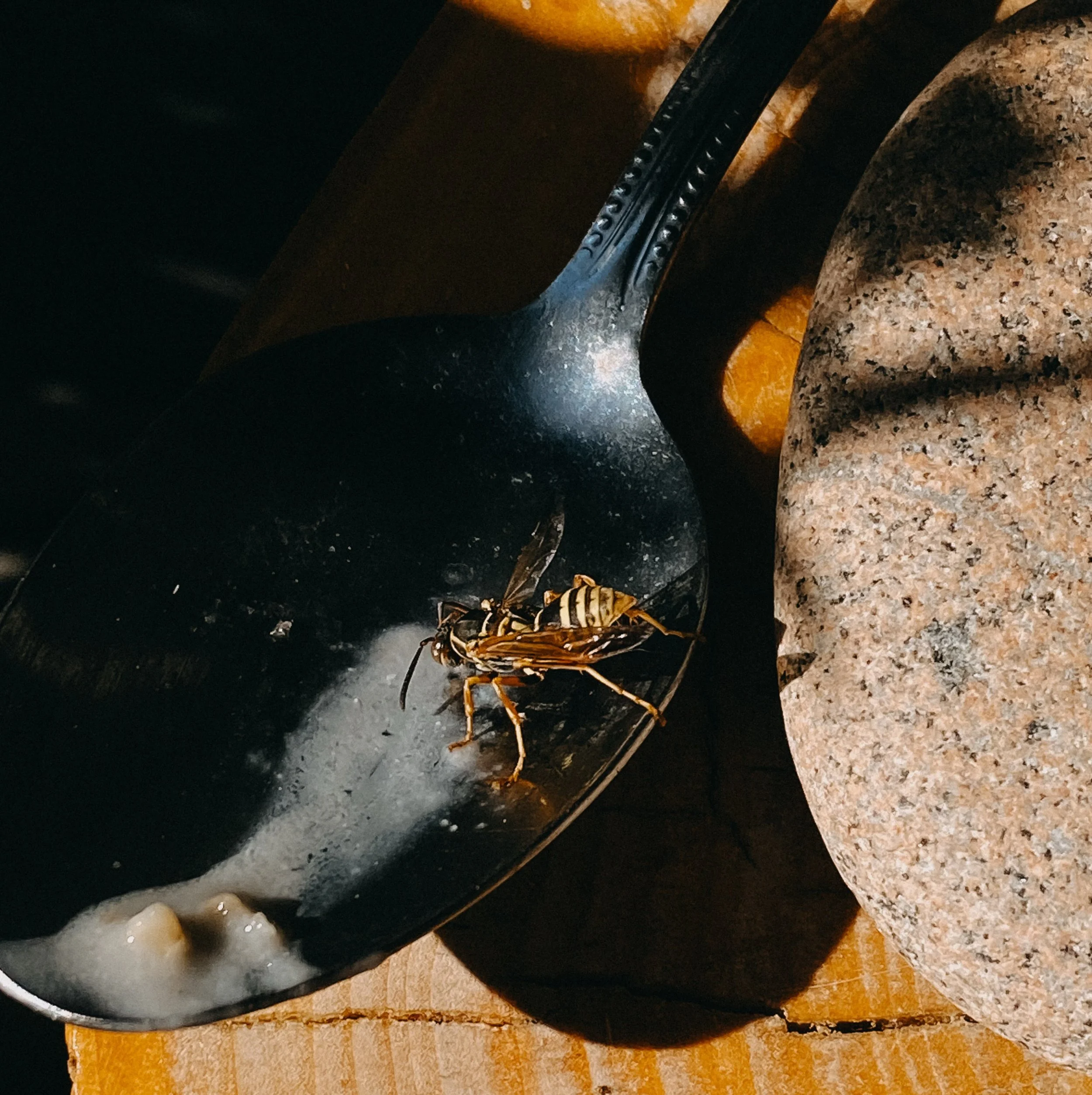 I have found that when I am the most present in my body, I am given opportunities to give from a full and loving heart. 

This is the fourth hornet that has come to me in my garden sanctuary- either with a broken wing, or without a wing. 

The first 