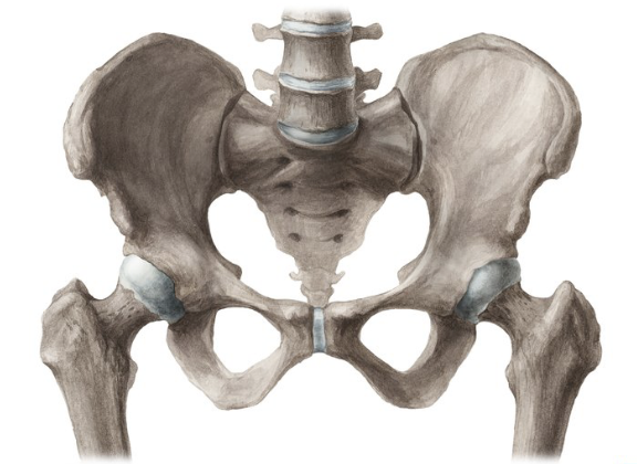 A watercolor illustration of a human pelvis, including the hip bones, sacrum, and the lumbar vertebrae.