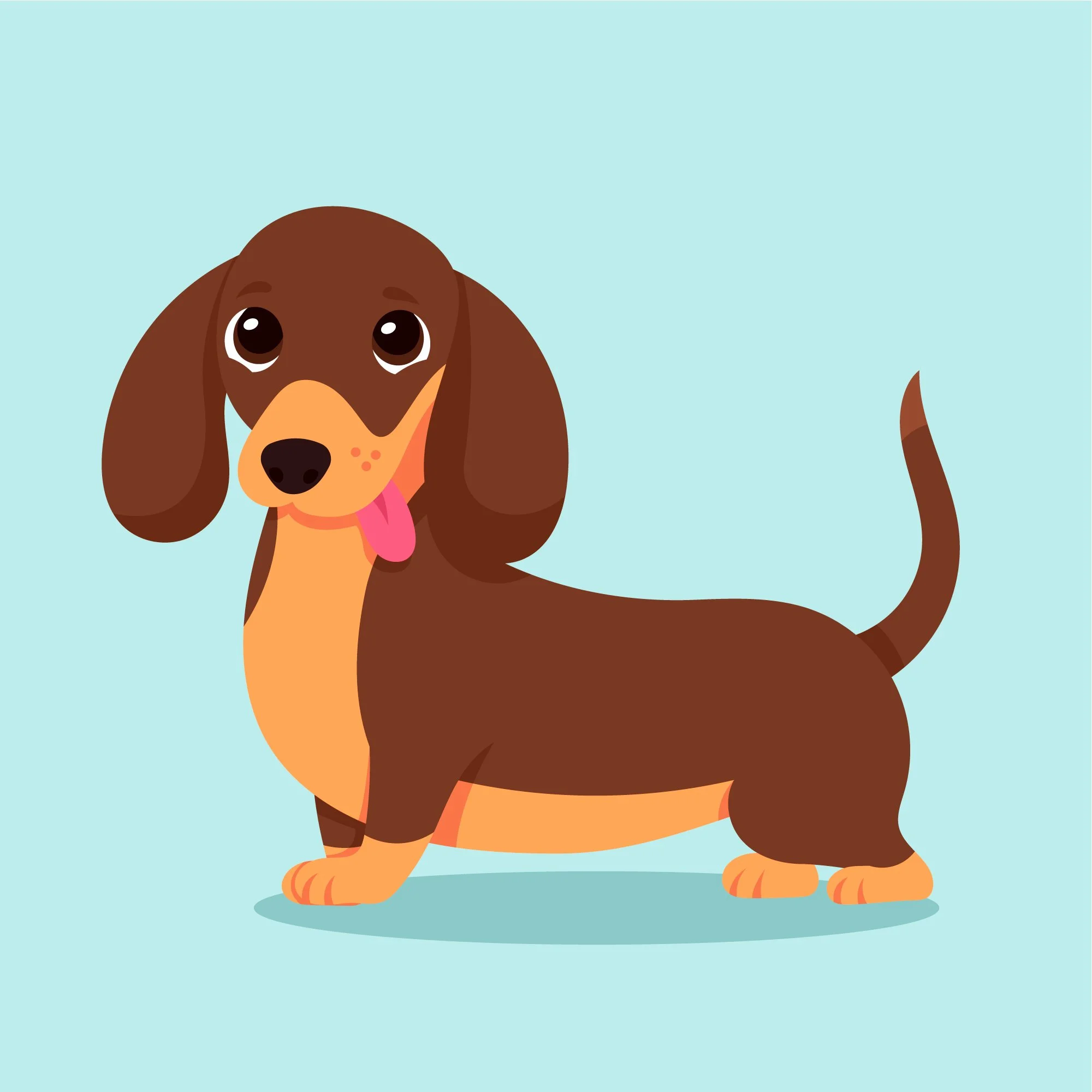 Illustration d'un chien dachshund en style cartoon sur fond bleu clair