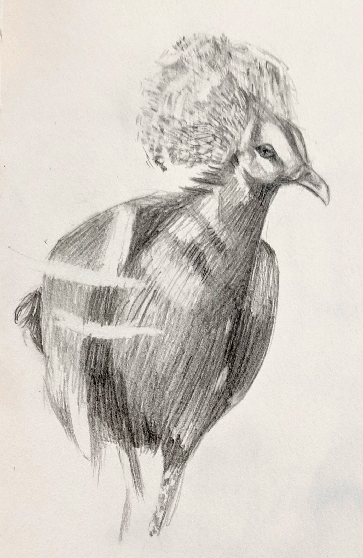birdLightStudy_sketch.png