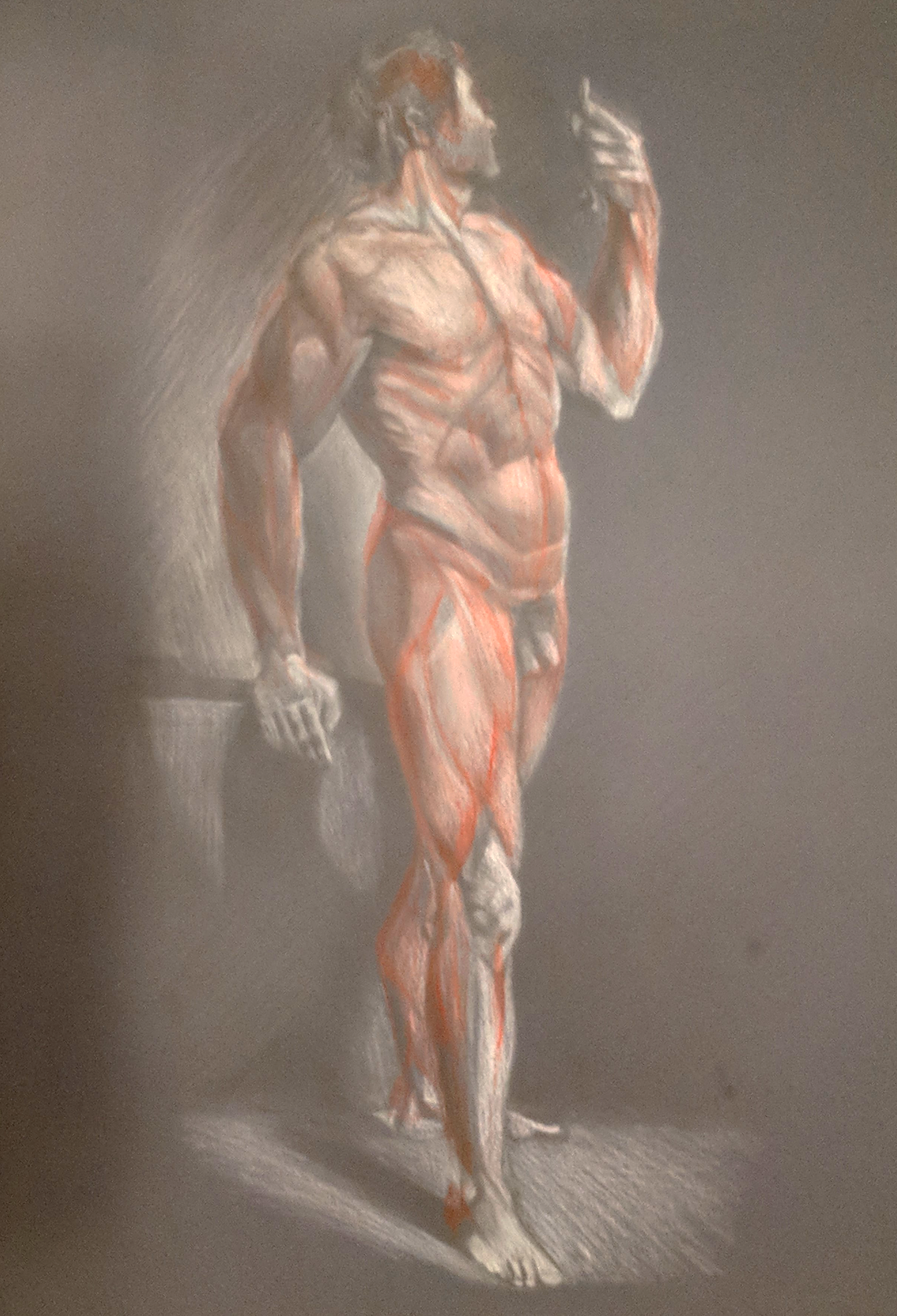 muscleStudy_sketch.png