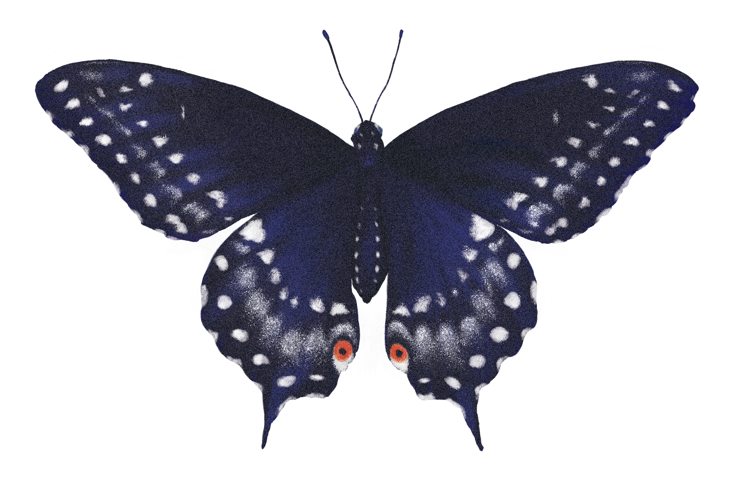 Blue Dreams Collective