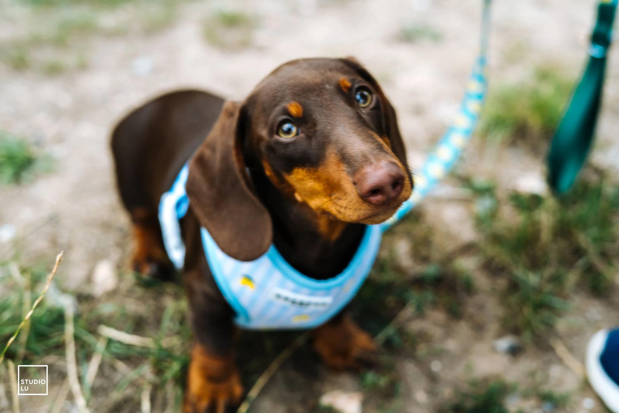 Monthly Group Dog Walks