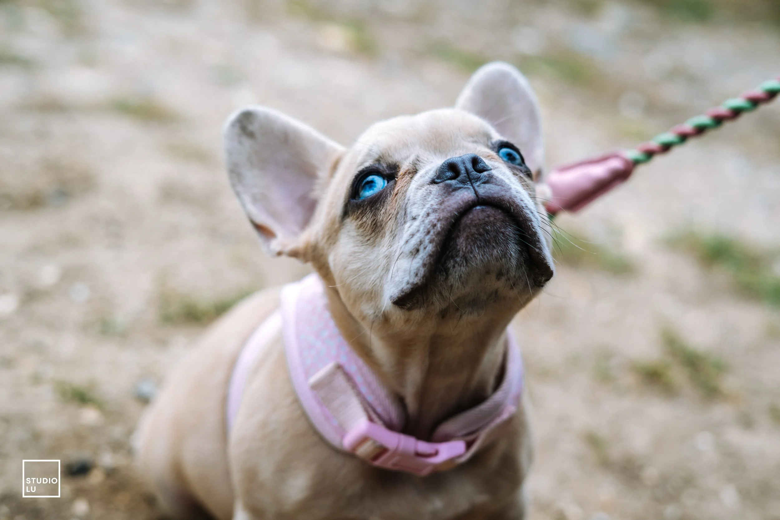 Puppy Training Academy