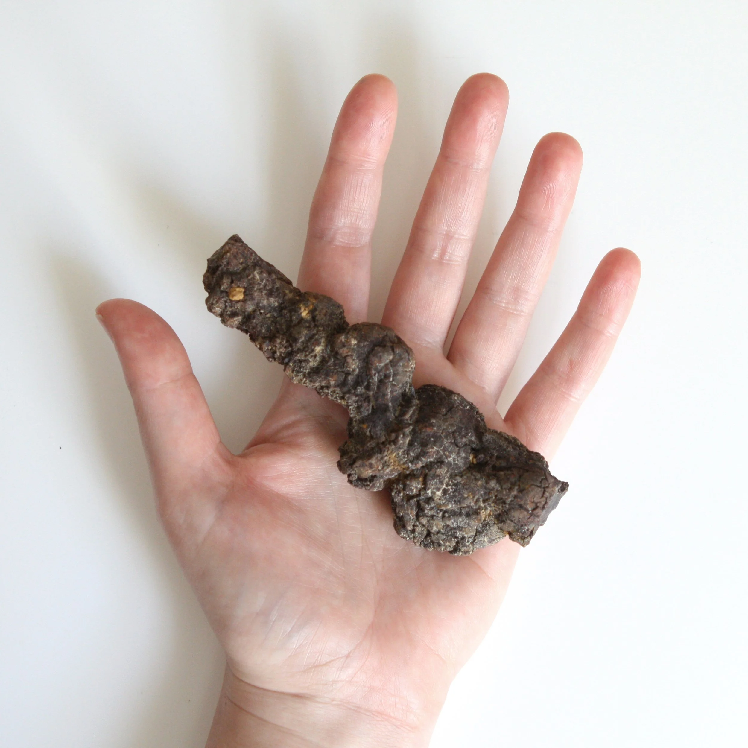 Coprolite: My #2 Favorite Fossil*