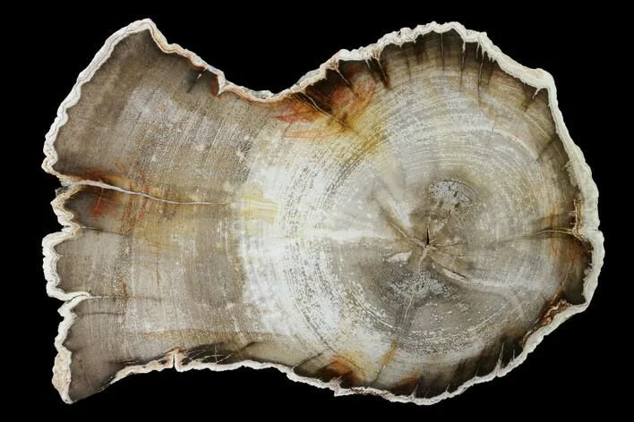 Petrified vs Fossilized - What’s The Dif? 