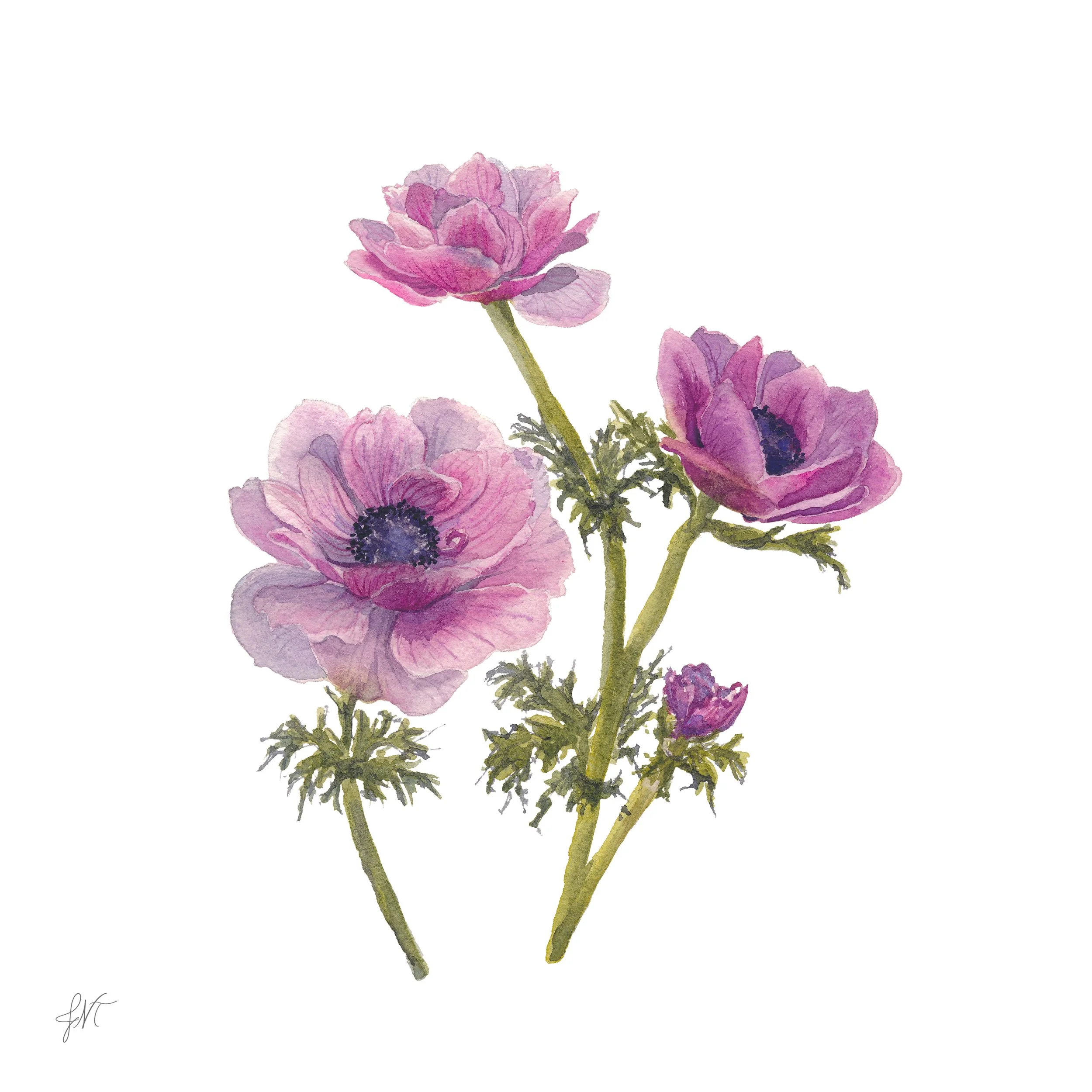Purp Anemones PRINT w Sig.jpg