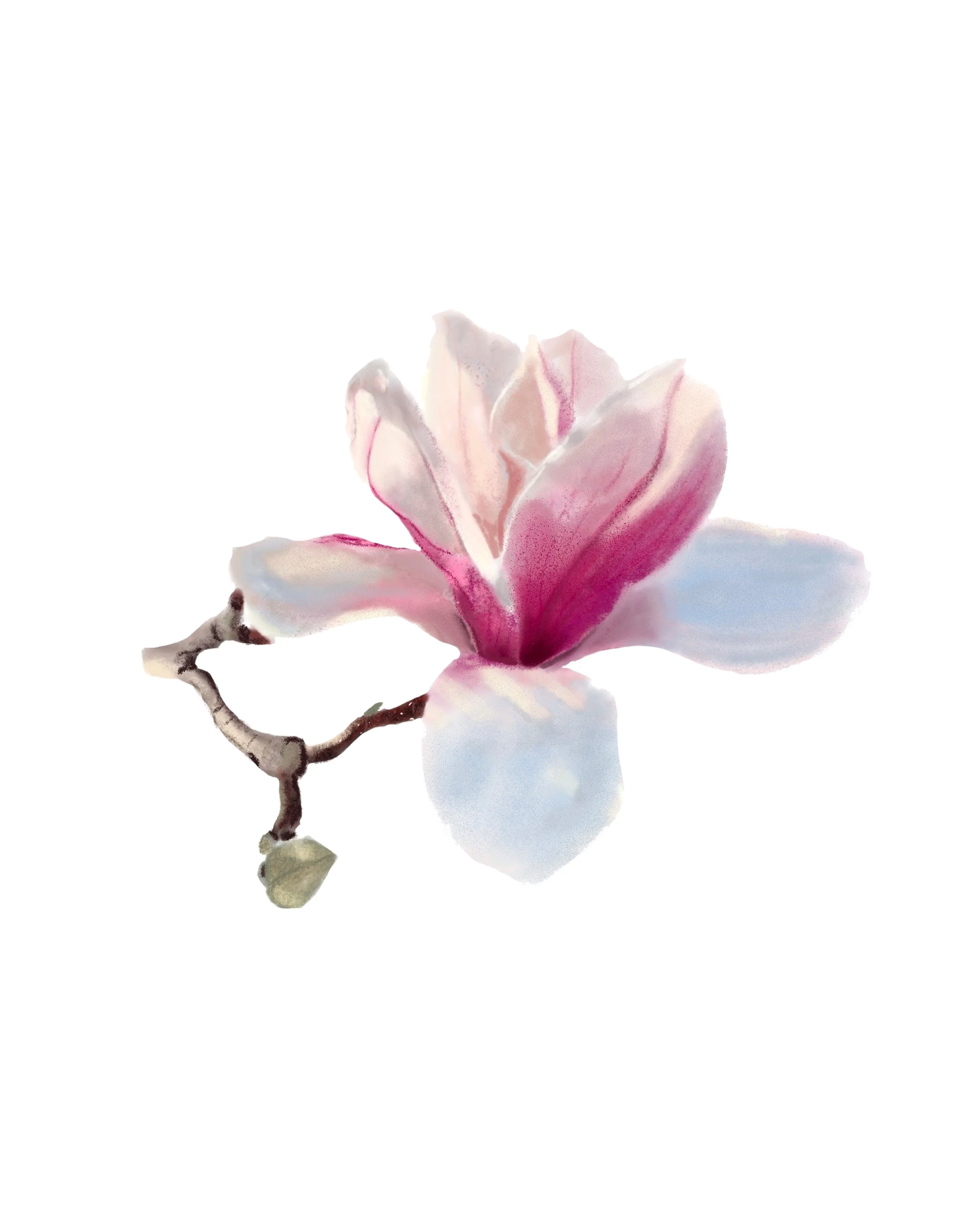 Lily Magnolia 8x10.jpg