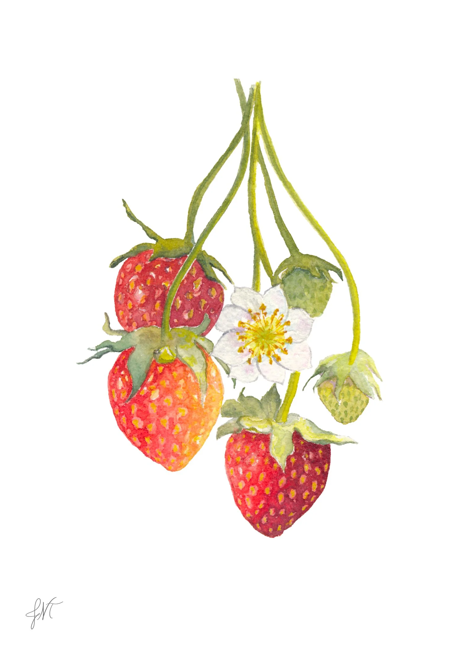 Strawberries PRINT w Sig.jpg