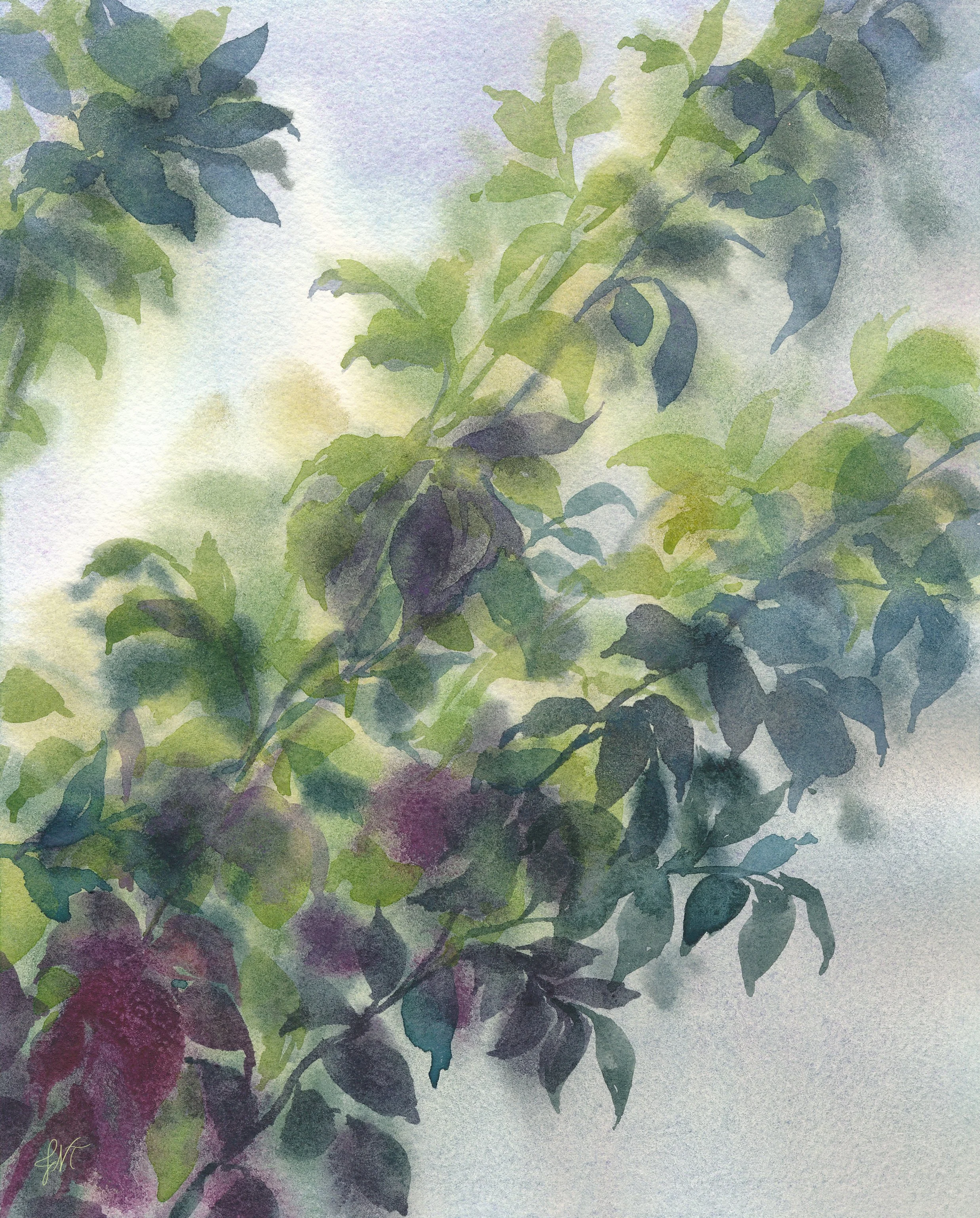 Rose Shadows PRINT w Sig.jpg