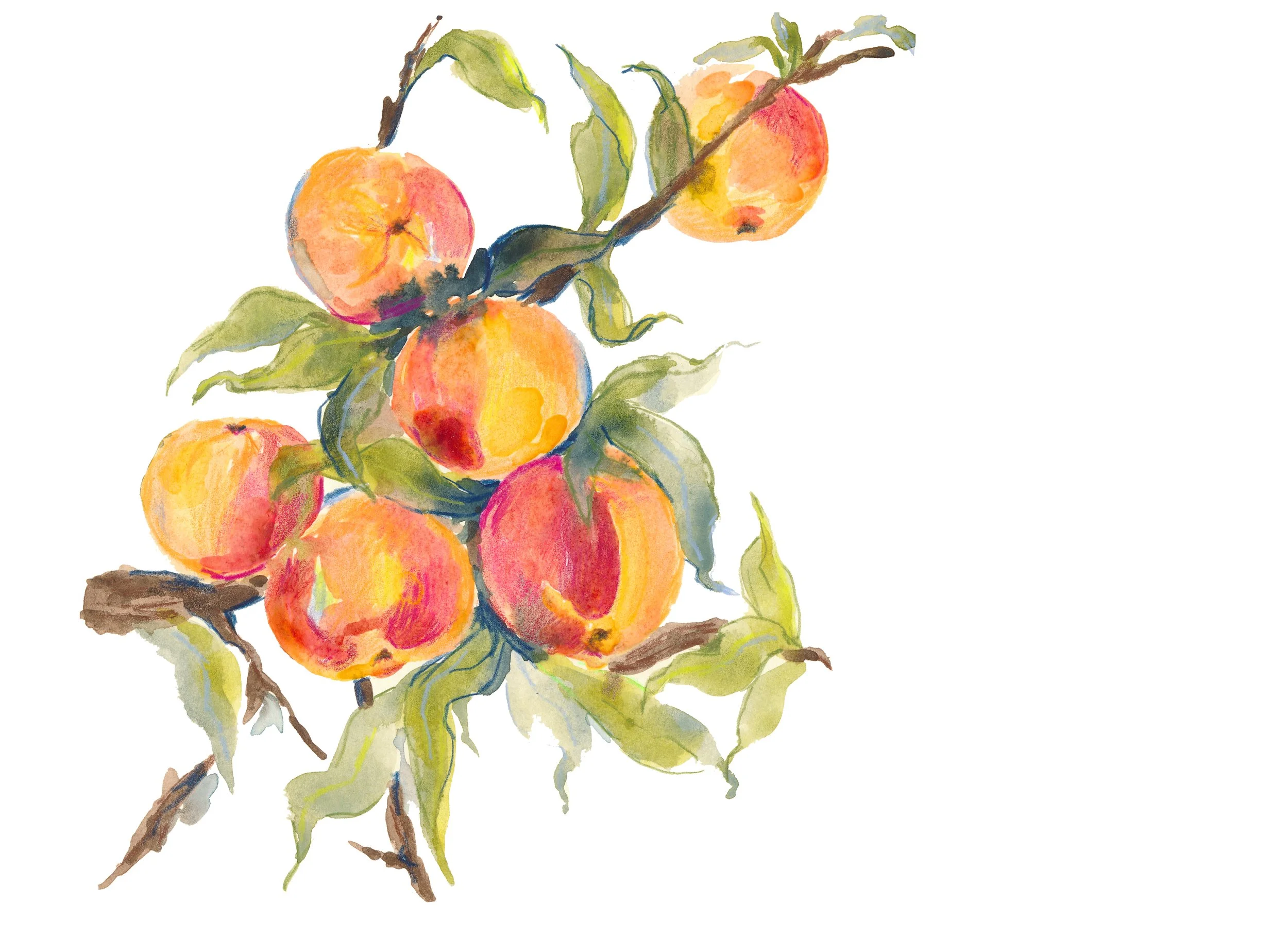 Oranges Sketchbook PRINT.jpg