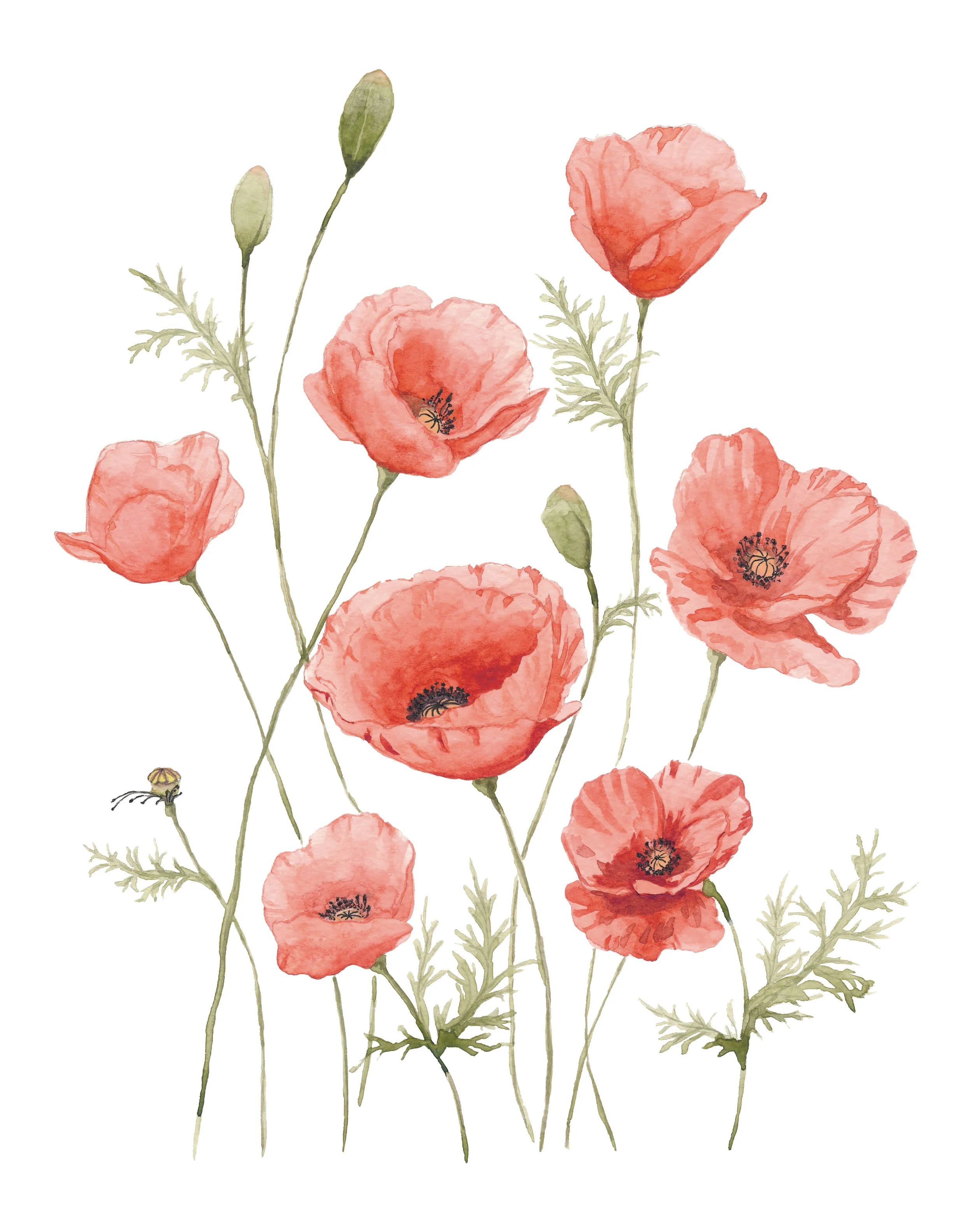 Poppies 11x14.jpg