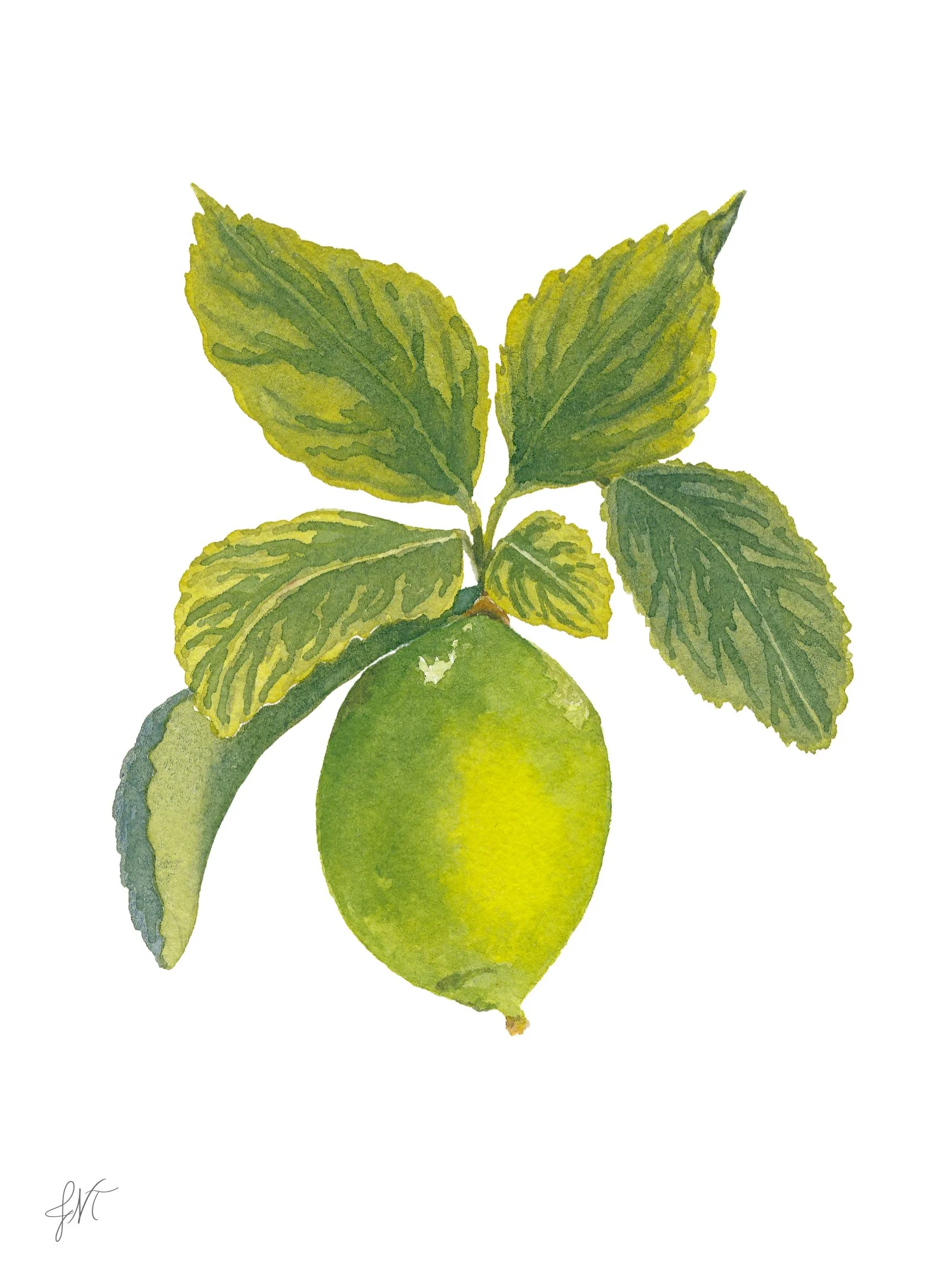 Lime PRINT w Sig.jpg
