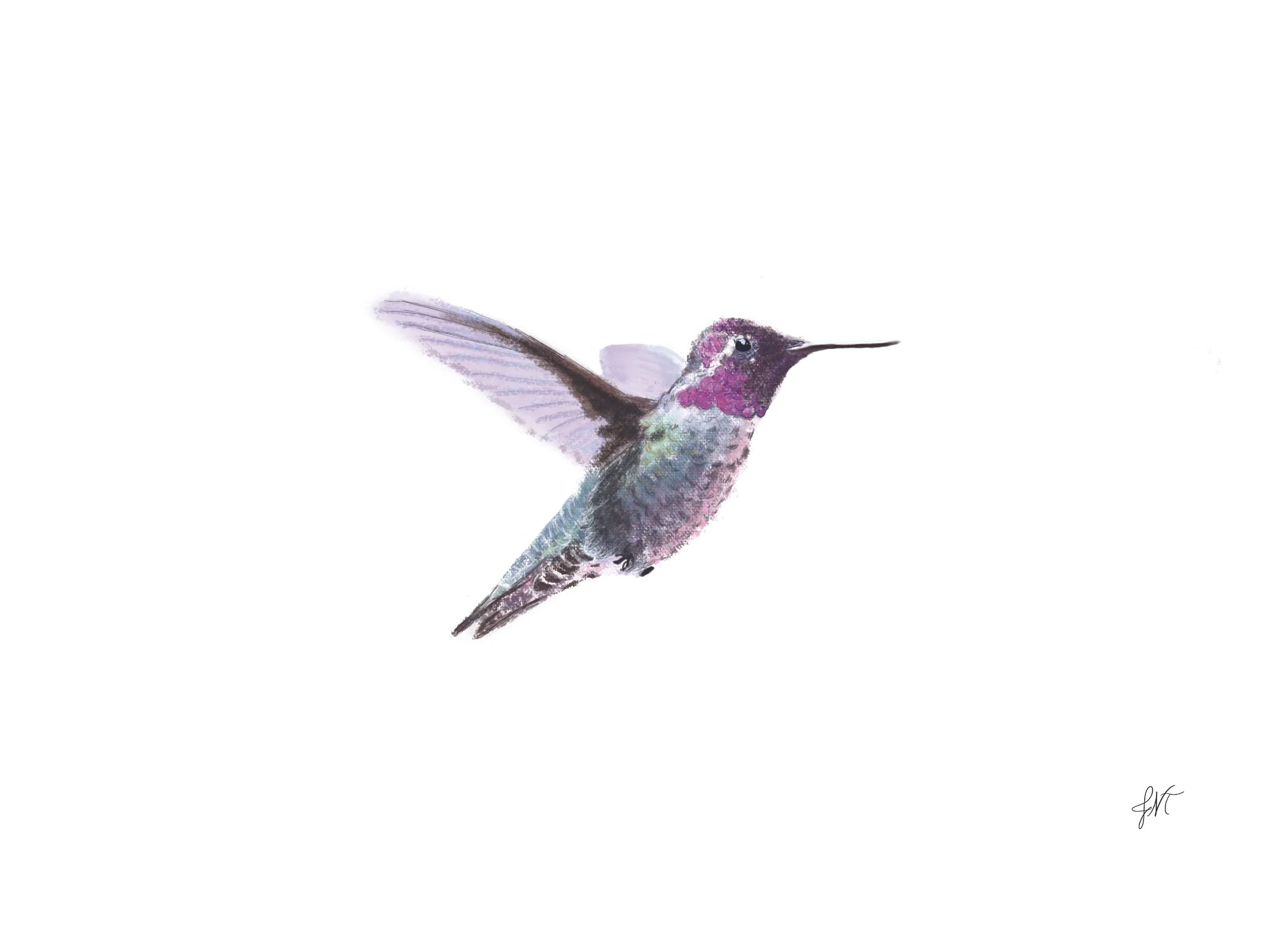 Hummingbird 5x7 Print w SIG.jpg