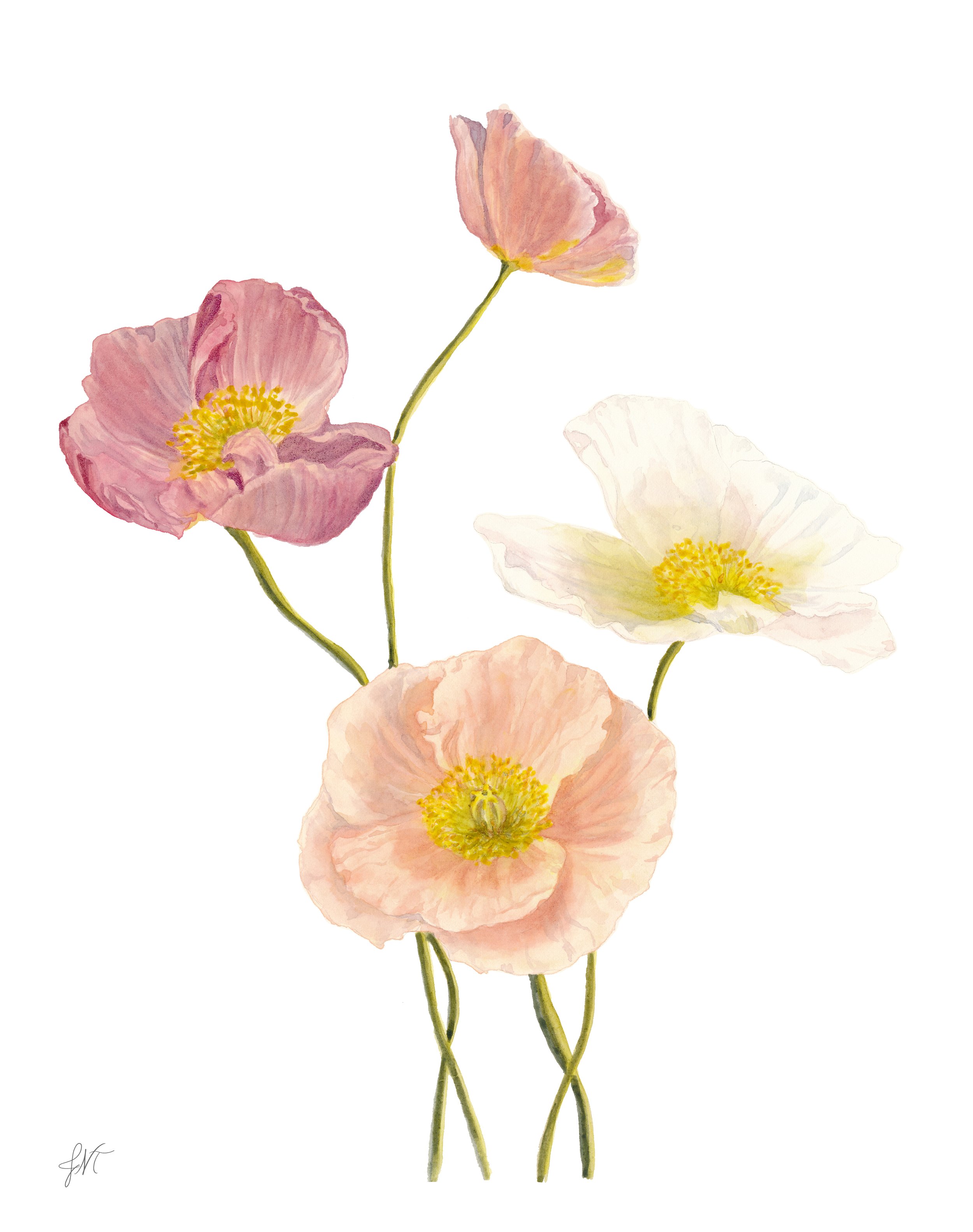 Four Poppies